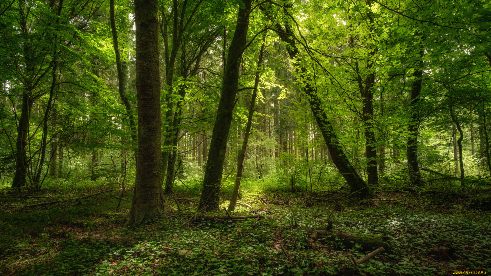 природа, лес, простор