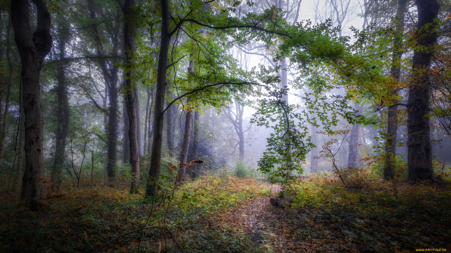 природа, лес, простор