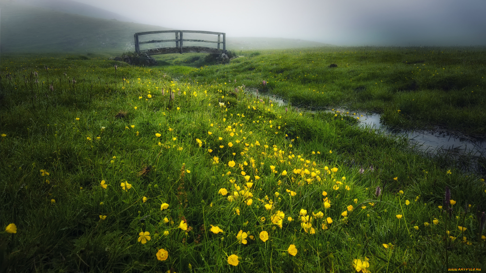 природа, луга, простор