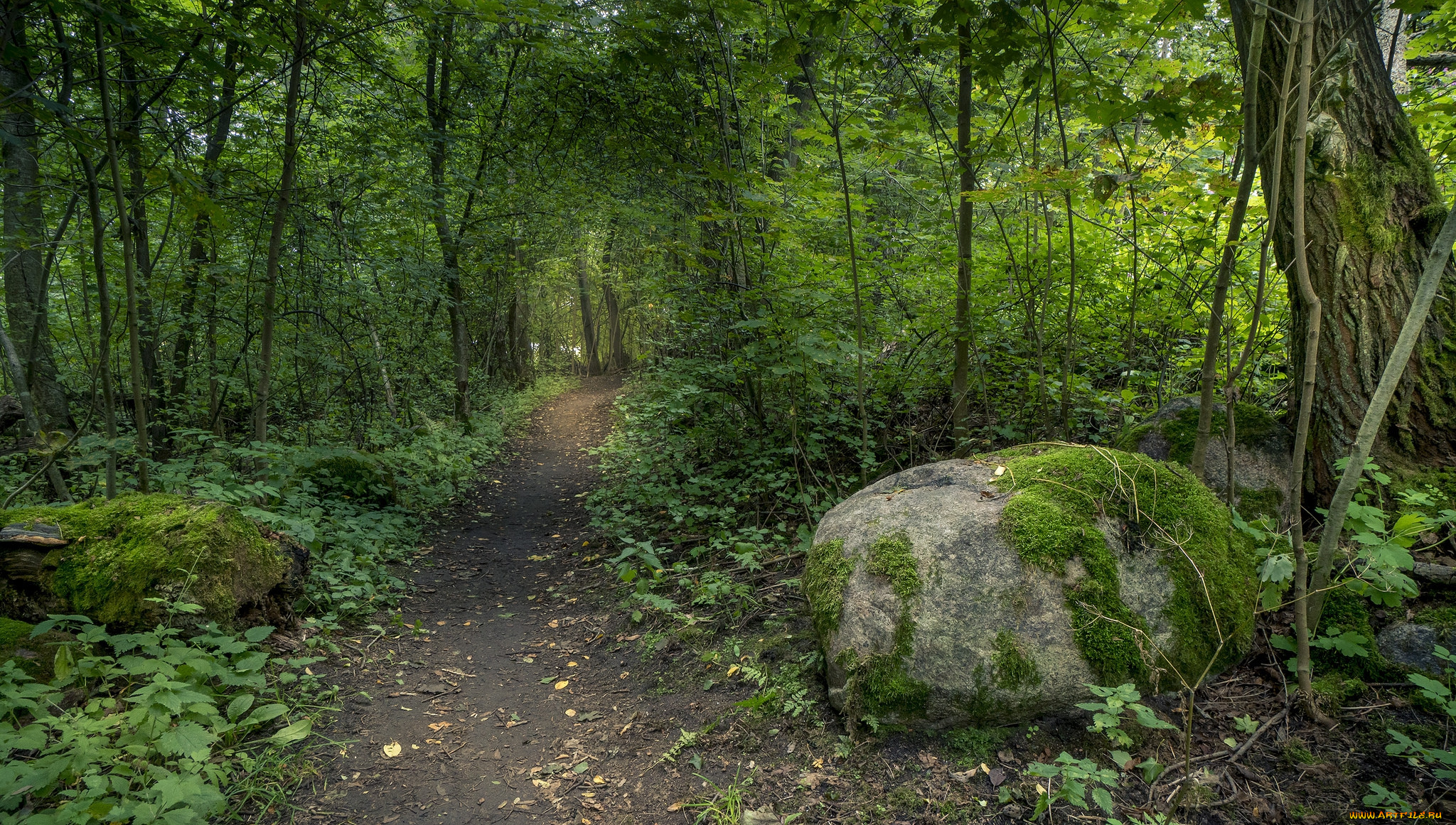 природа, лес, простор