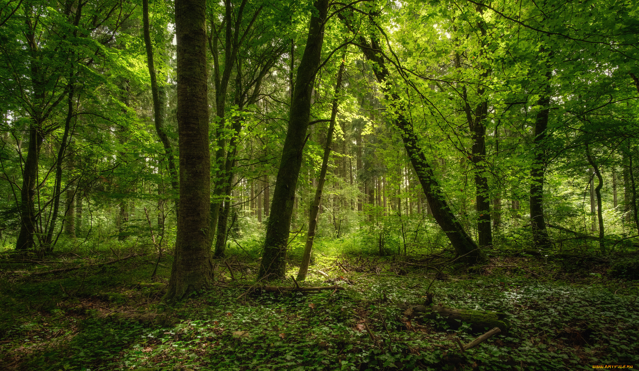 природа, лес, простор