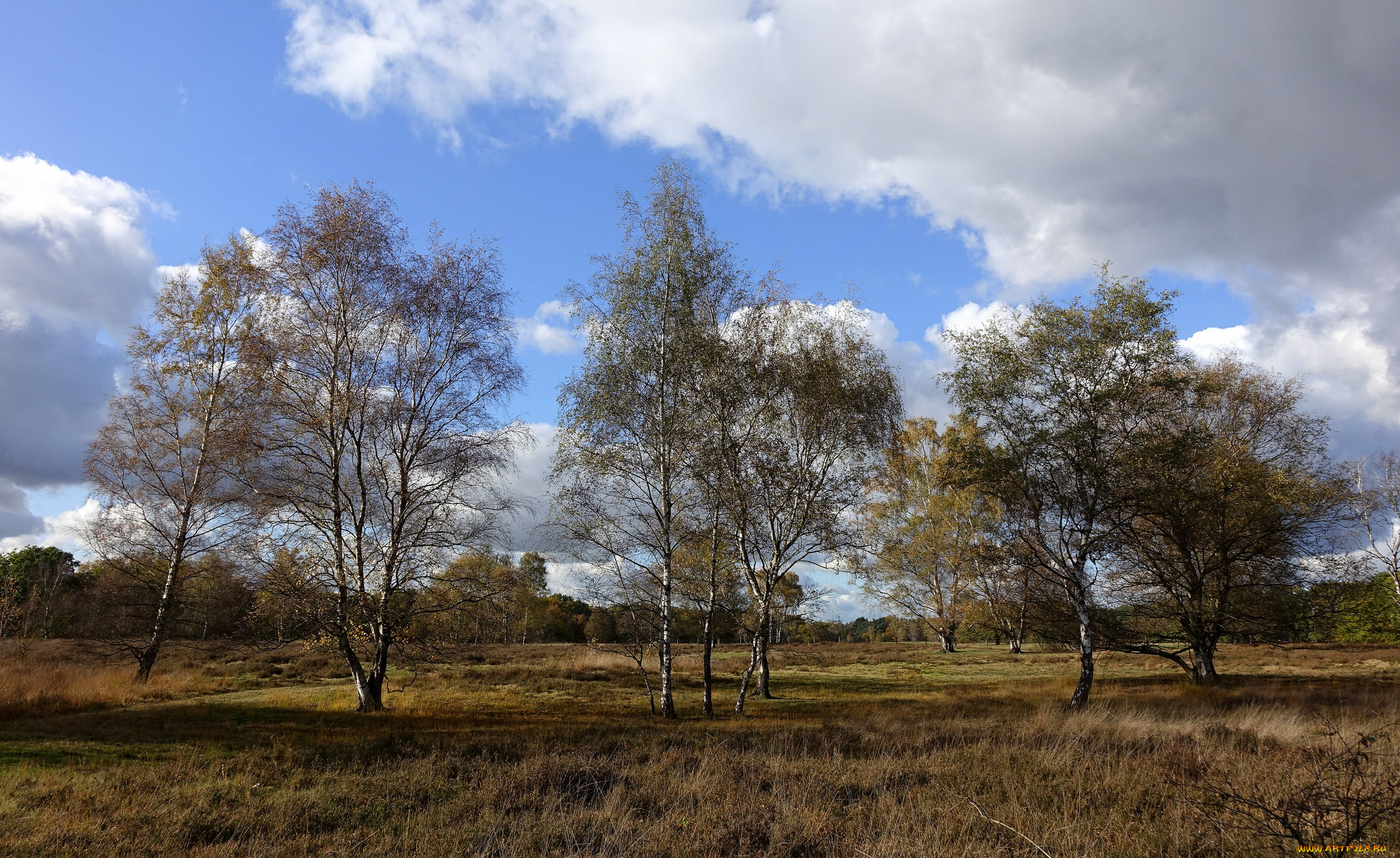 природа, деревья, простор