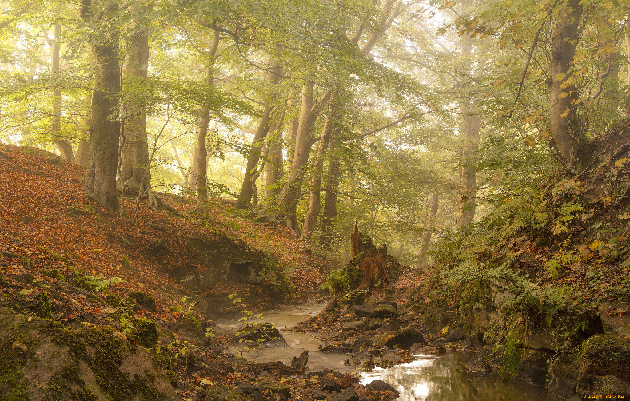 природа, лес, простор