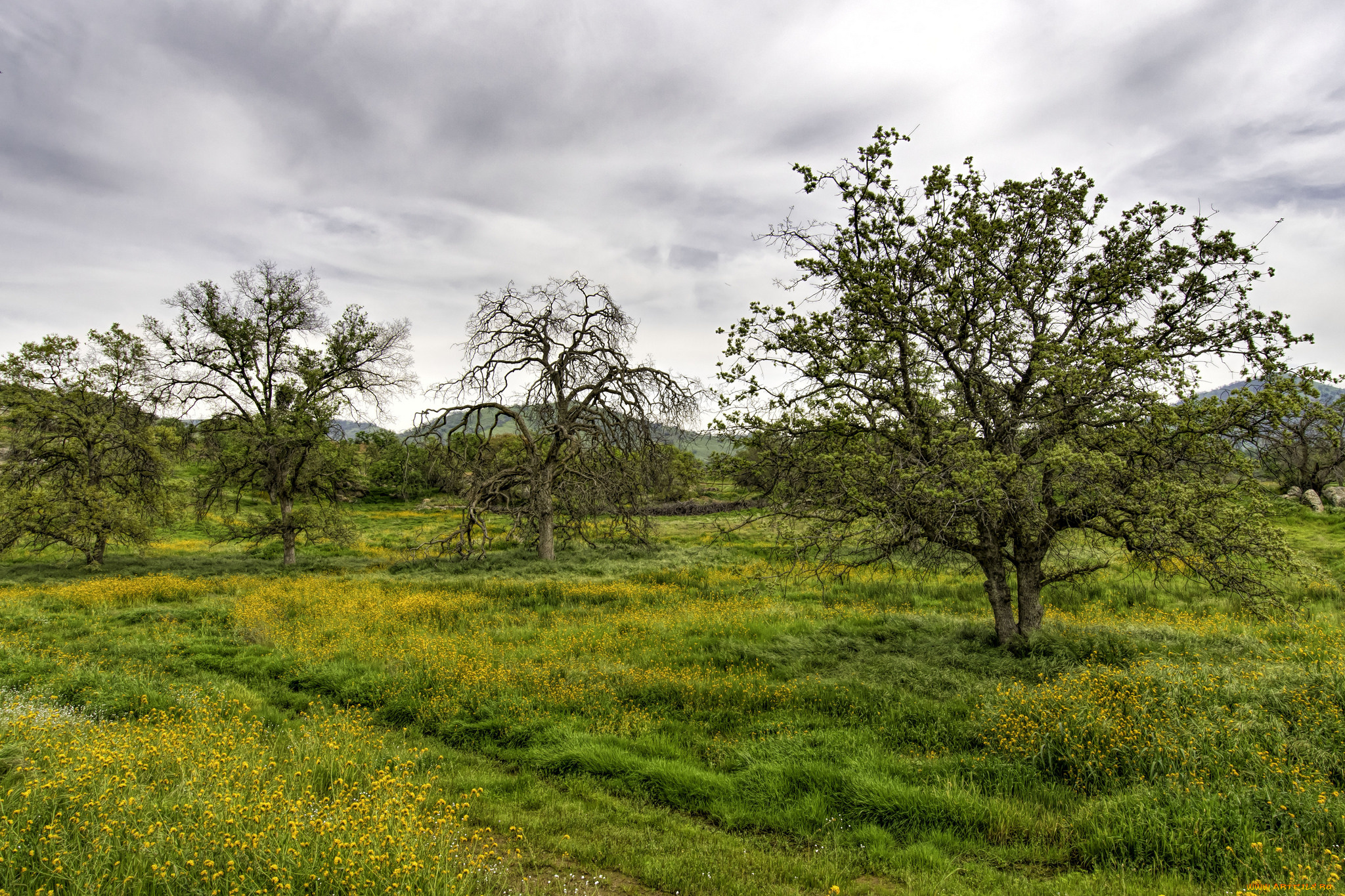 природа, деревья, простор