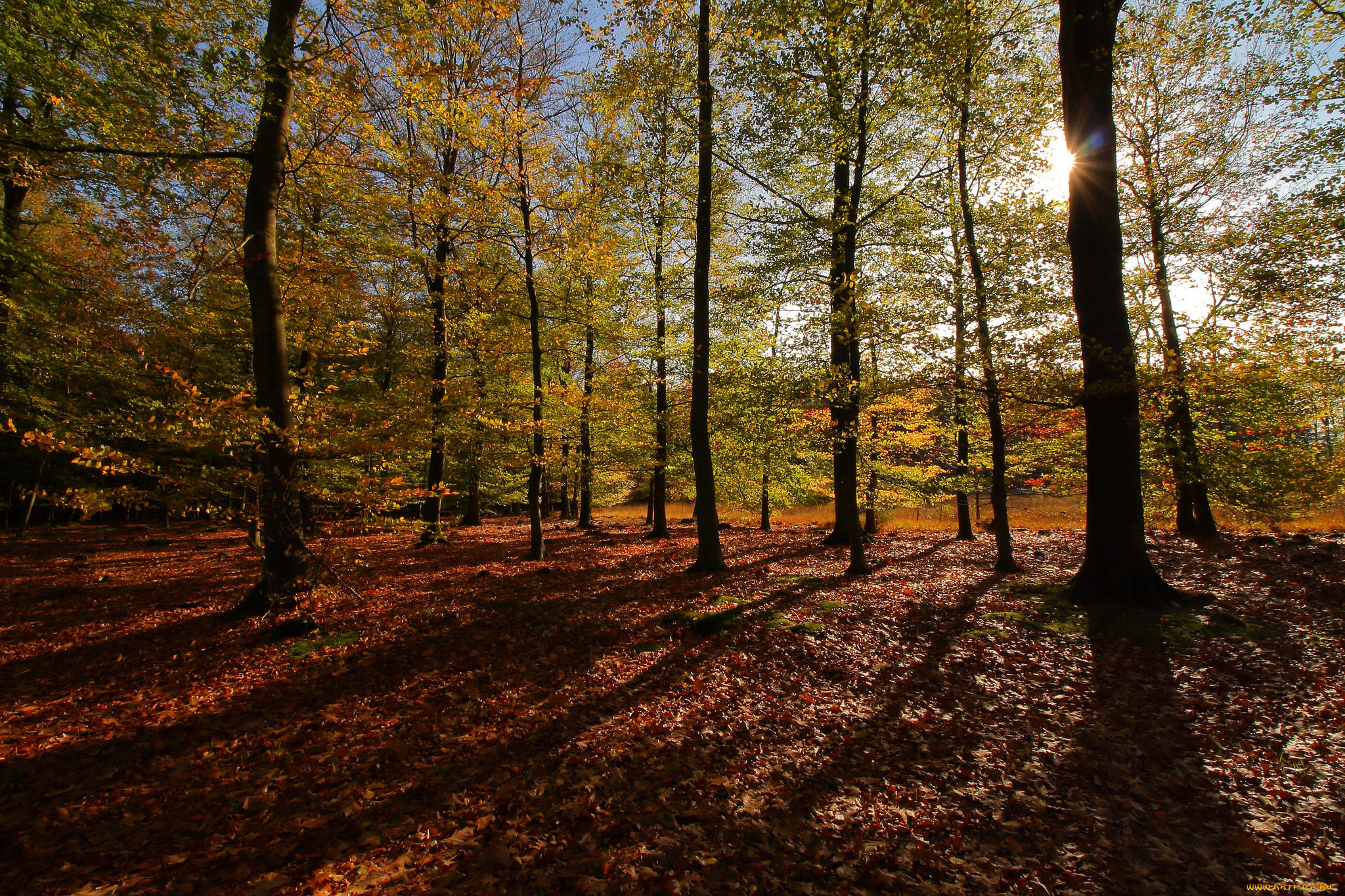 природа, лес, простор