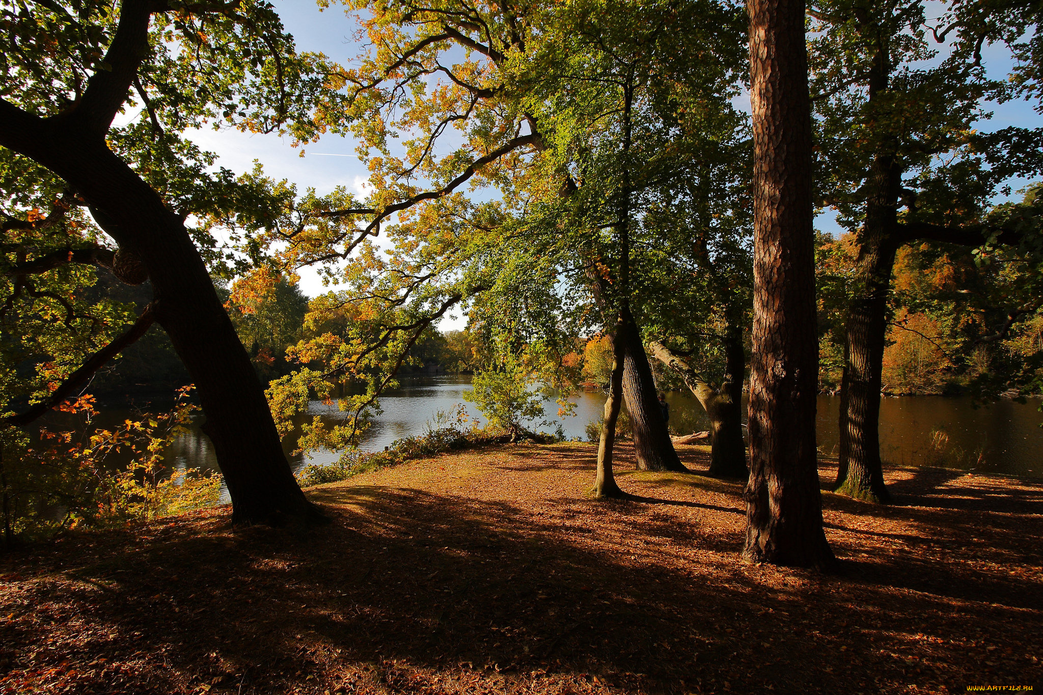 природа, лес, простор