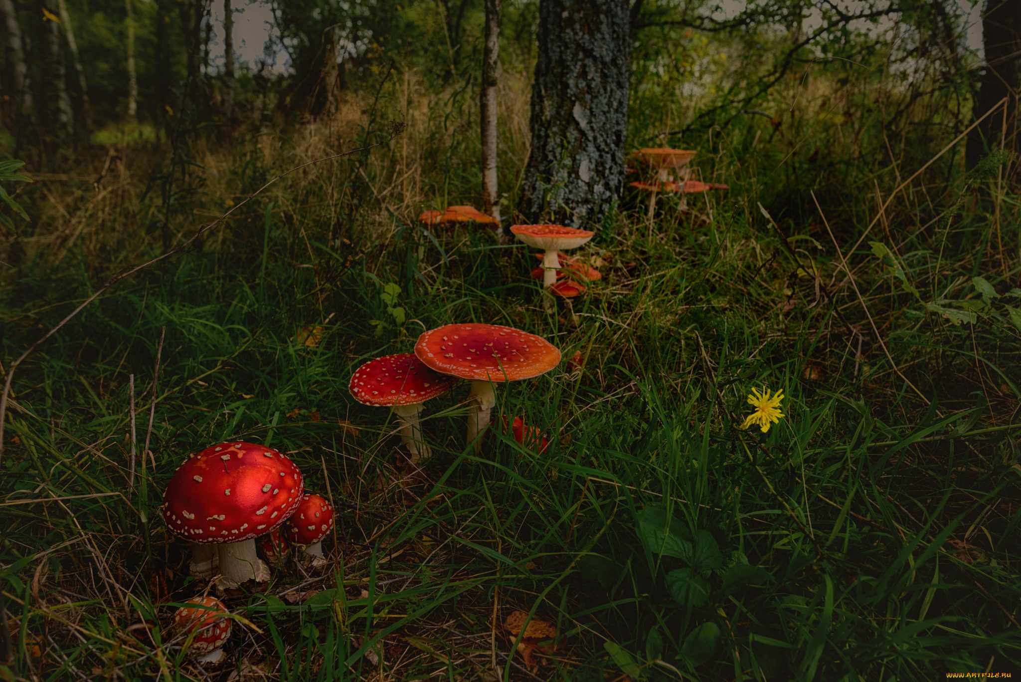 природа, грибы, , мухомор, простор