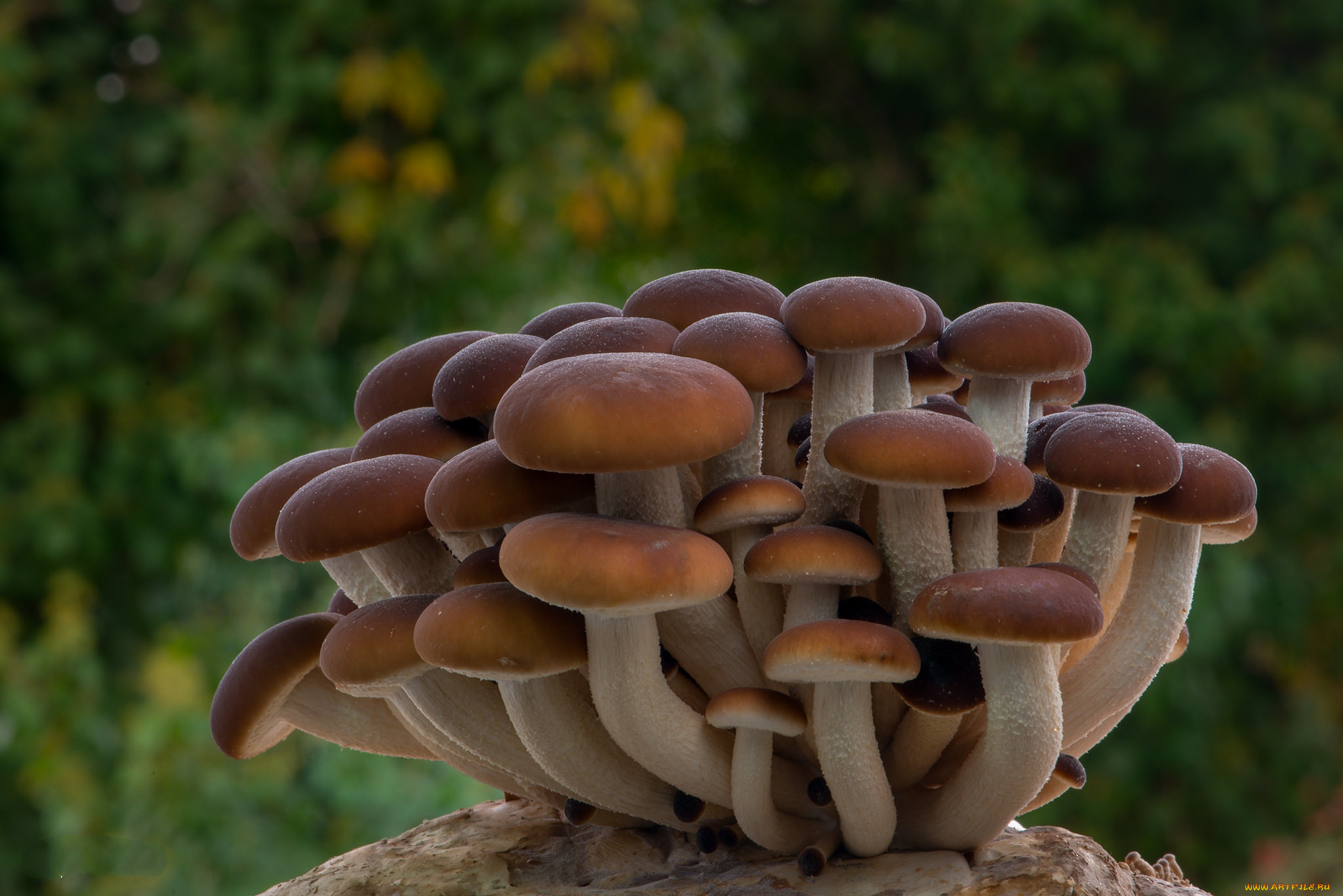 природа, грибы, простор