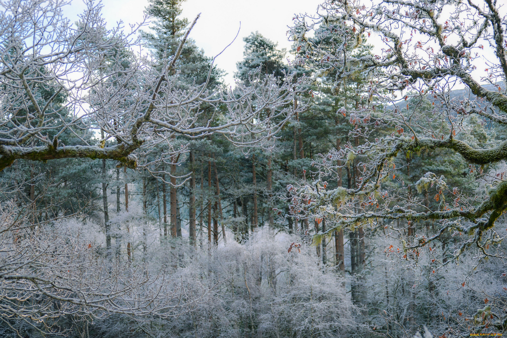 природа, лес, простор