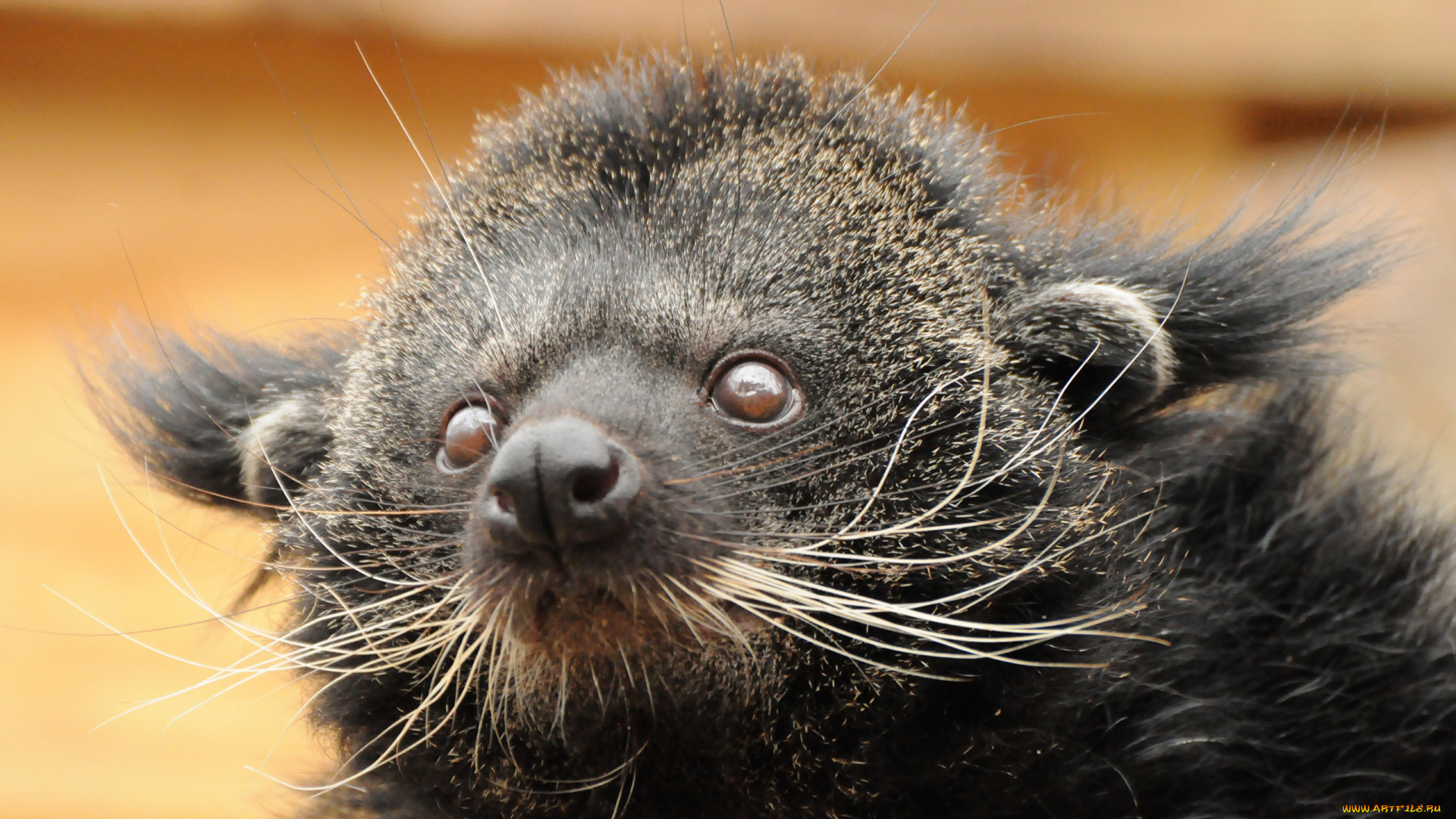 binturong, животные, бинтуронги, бинтуронг, млекопитающие, виверровые, хищники, шерсть, морда, когти, хвост