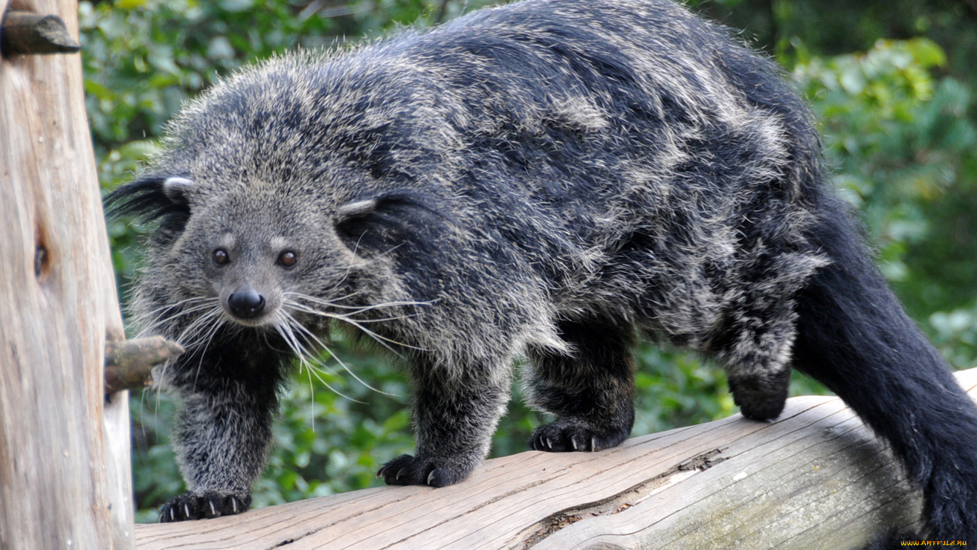 binturong, животные, бинтуронги, бинтуронг, млекопитающие, виверровые, хищники, шерсть, морда, когти, хвост