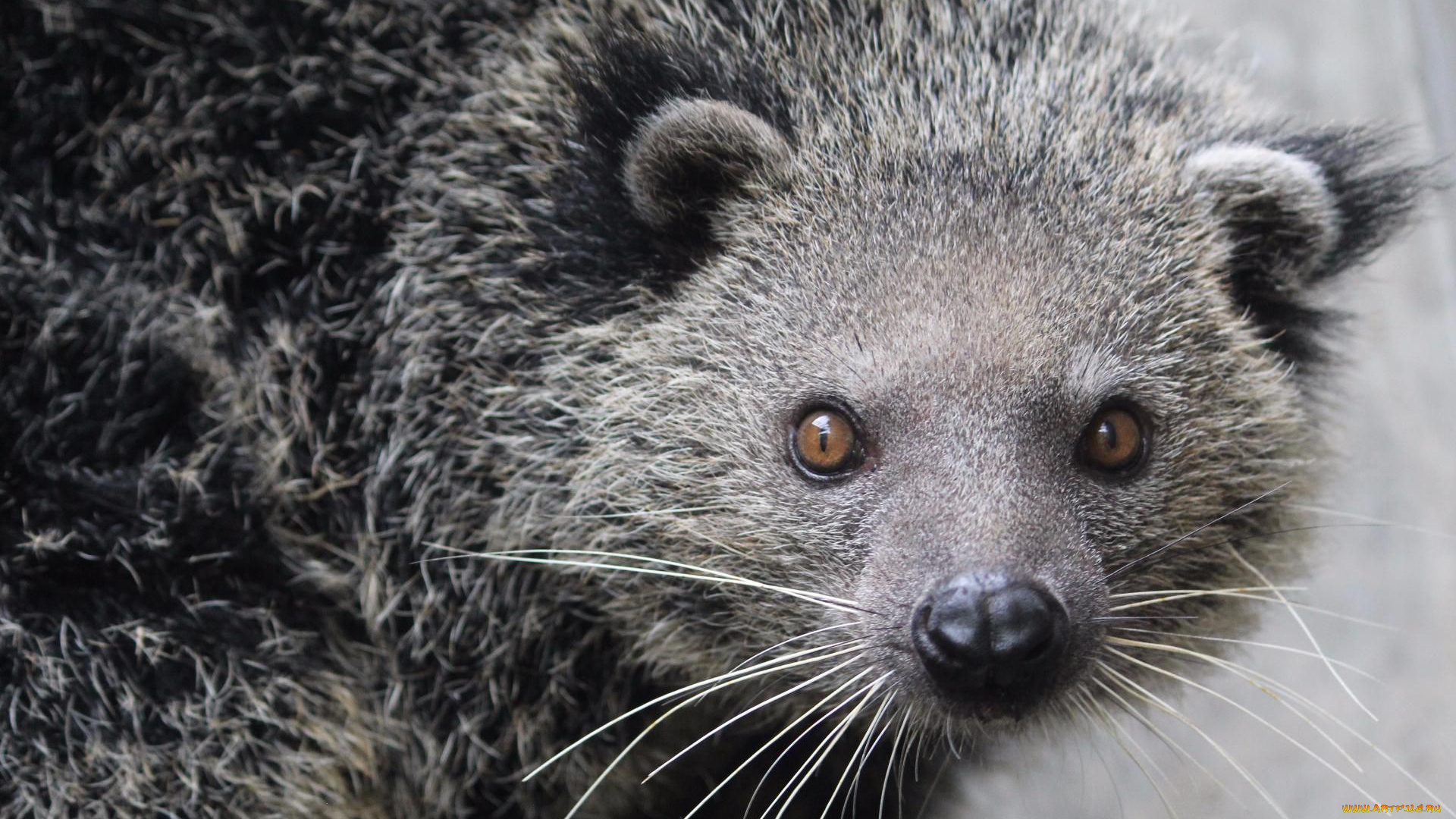 binturong, животные, бинтуронги, бинтуронг, млекопитающие, виверровые, хищники, шерсть, морда, когти, хвост