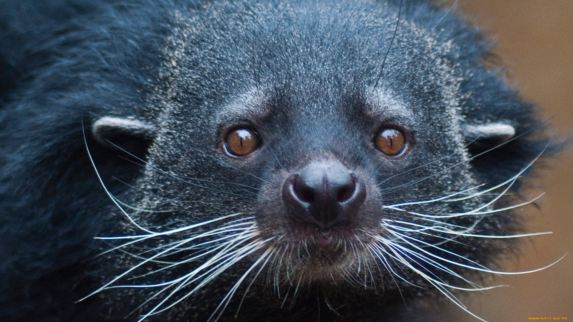 binturong, животные, бинтуронги, бинтуронг, млекопитающие, виверровые, хищники, шерсть, морда, когти, хвост