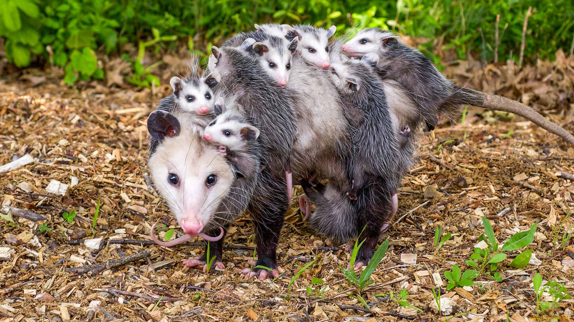 possums, животные, опоссумы, детёныши, opossum, опоссум, опоссумовые, зверёк, мех, хвостик, мордочка, млекопитающие