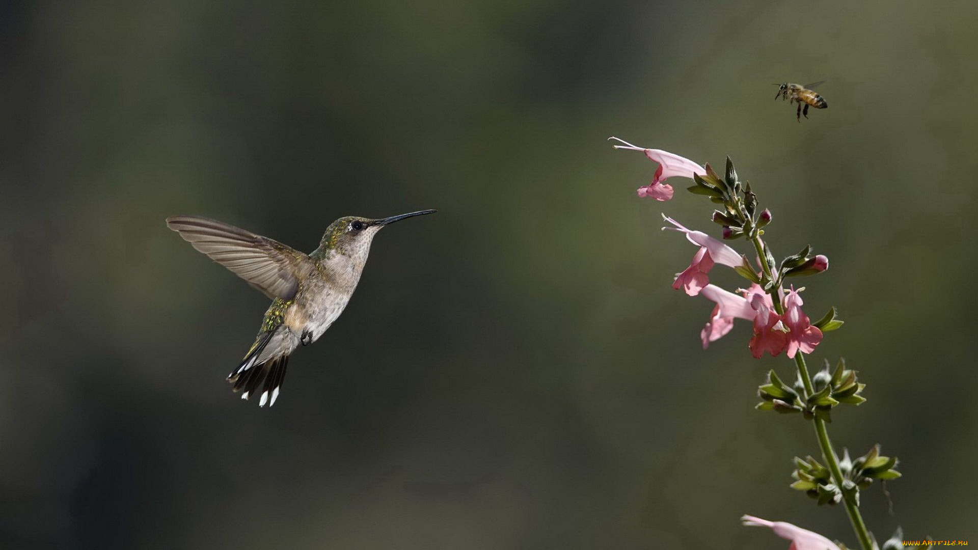животные, колибри, пчела, цветок