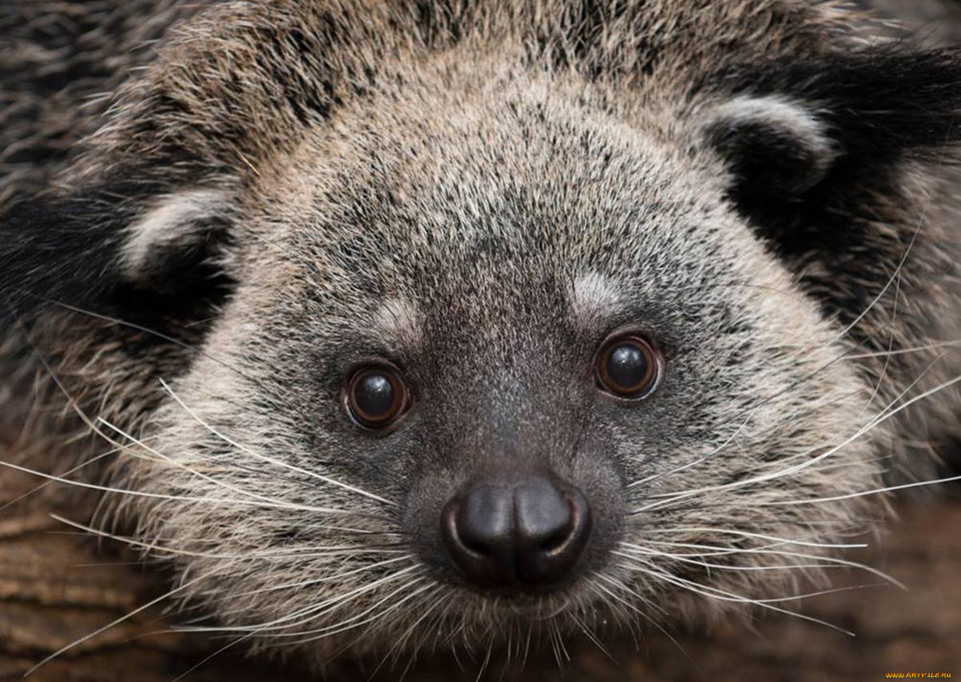 binturong, животные, -, другое, бинтуронг, млекопитающие, виверровые, хищники, шерсть, морда, когти, хвост