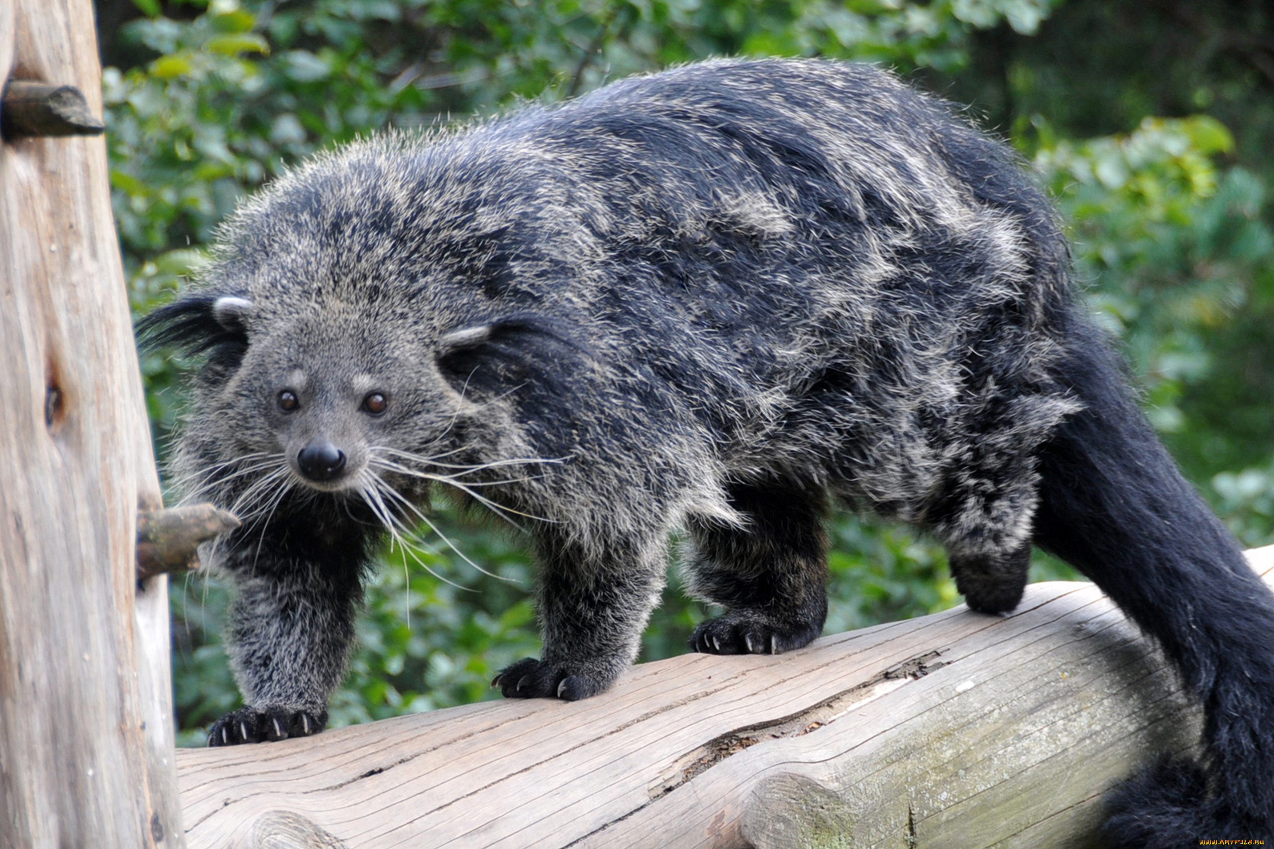 binturong, животные, бинтуронги, бинтуронг, млекопитающие, виверровые, хищники, шерсть, морда, когти, хвост