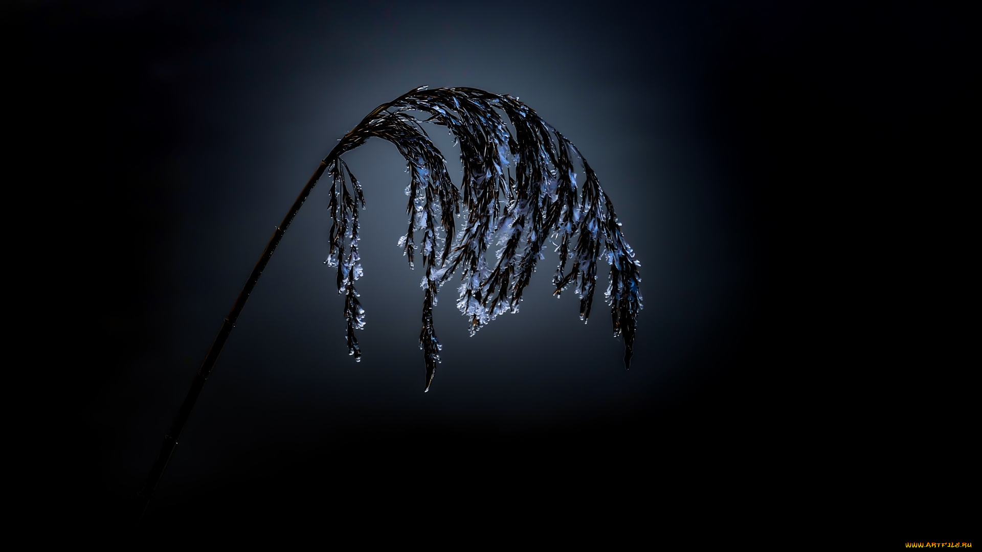 природа, макро, растение, наледь