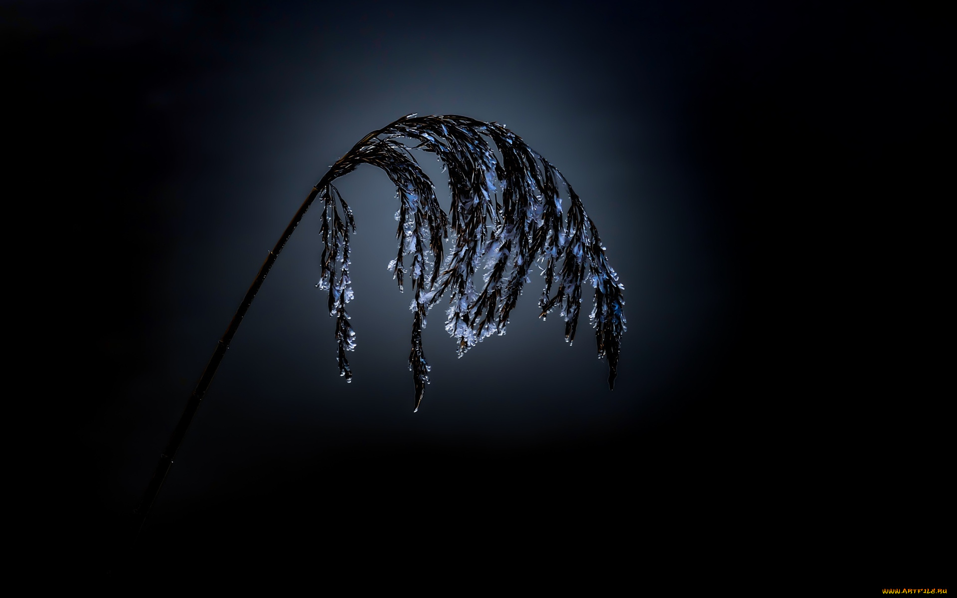 природа, макро, растение, наледь