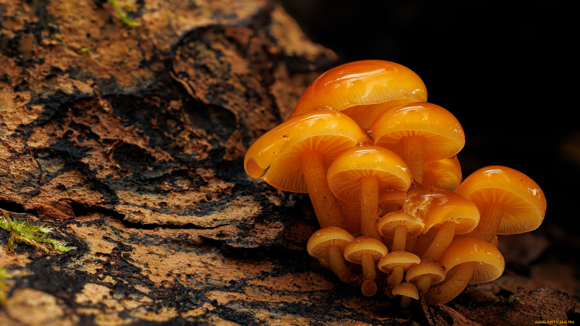 природа, грибы, зимний, гриб