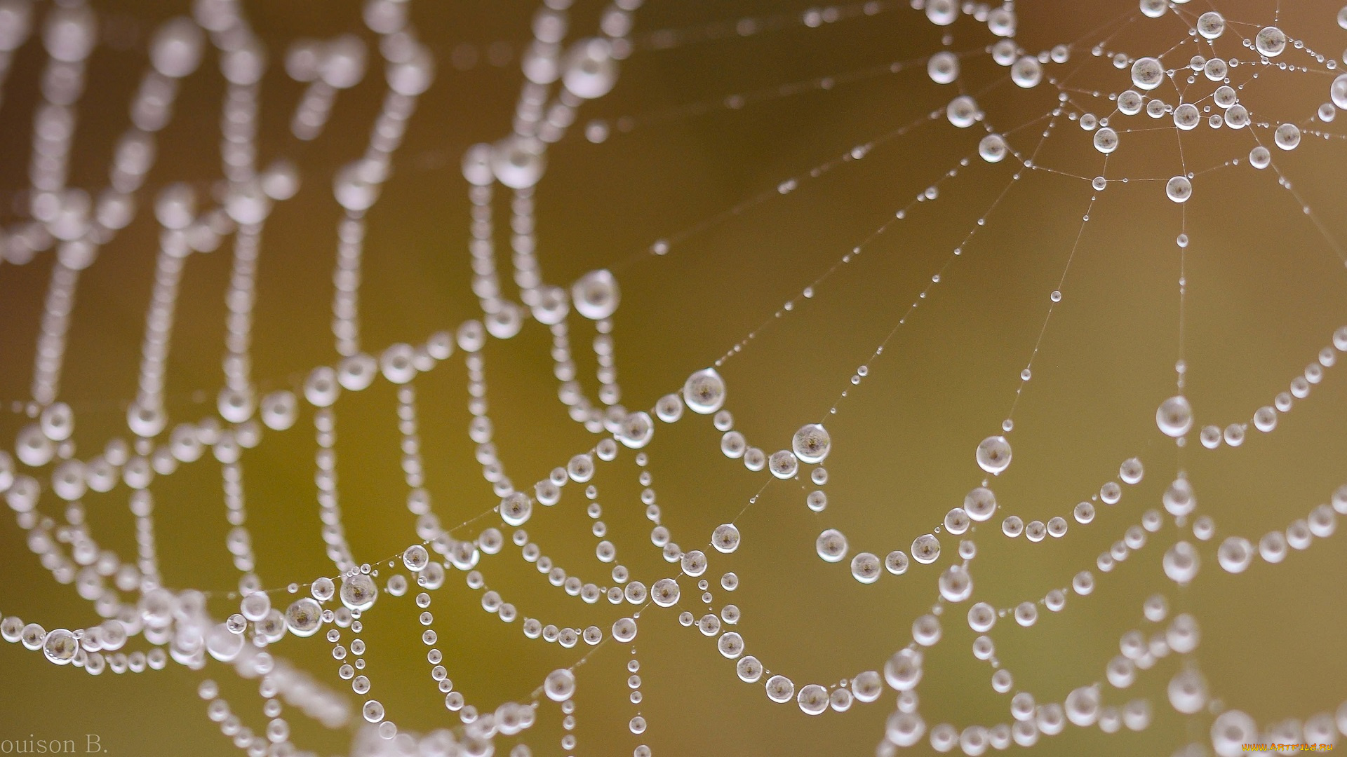 природа, макро, капли