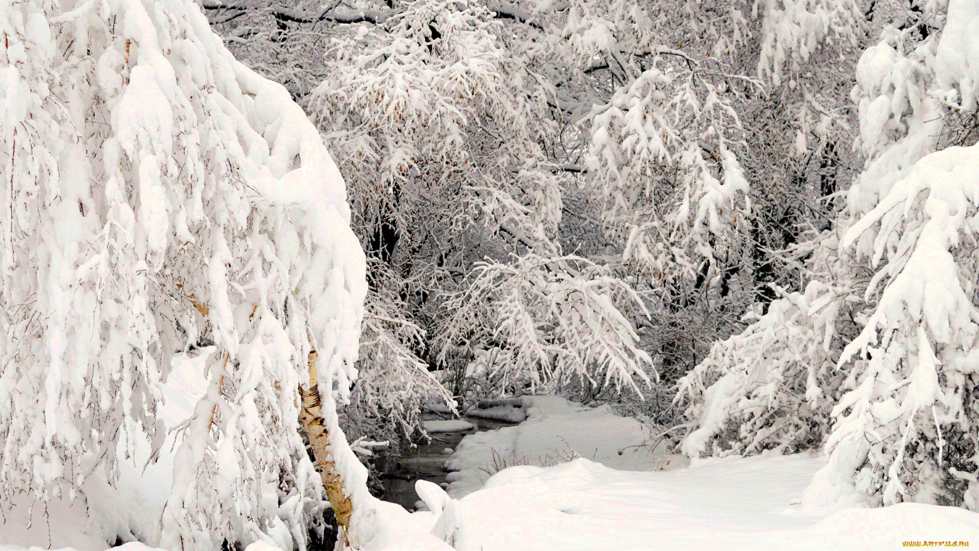 природа, зима, деревья, снег, ручей