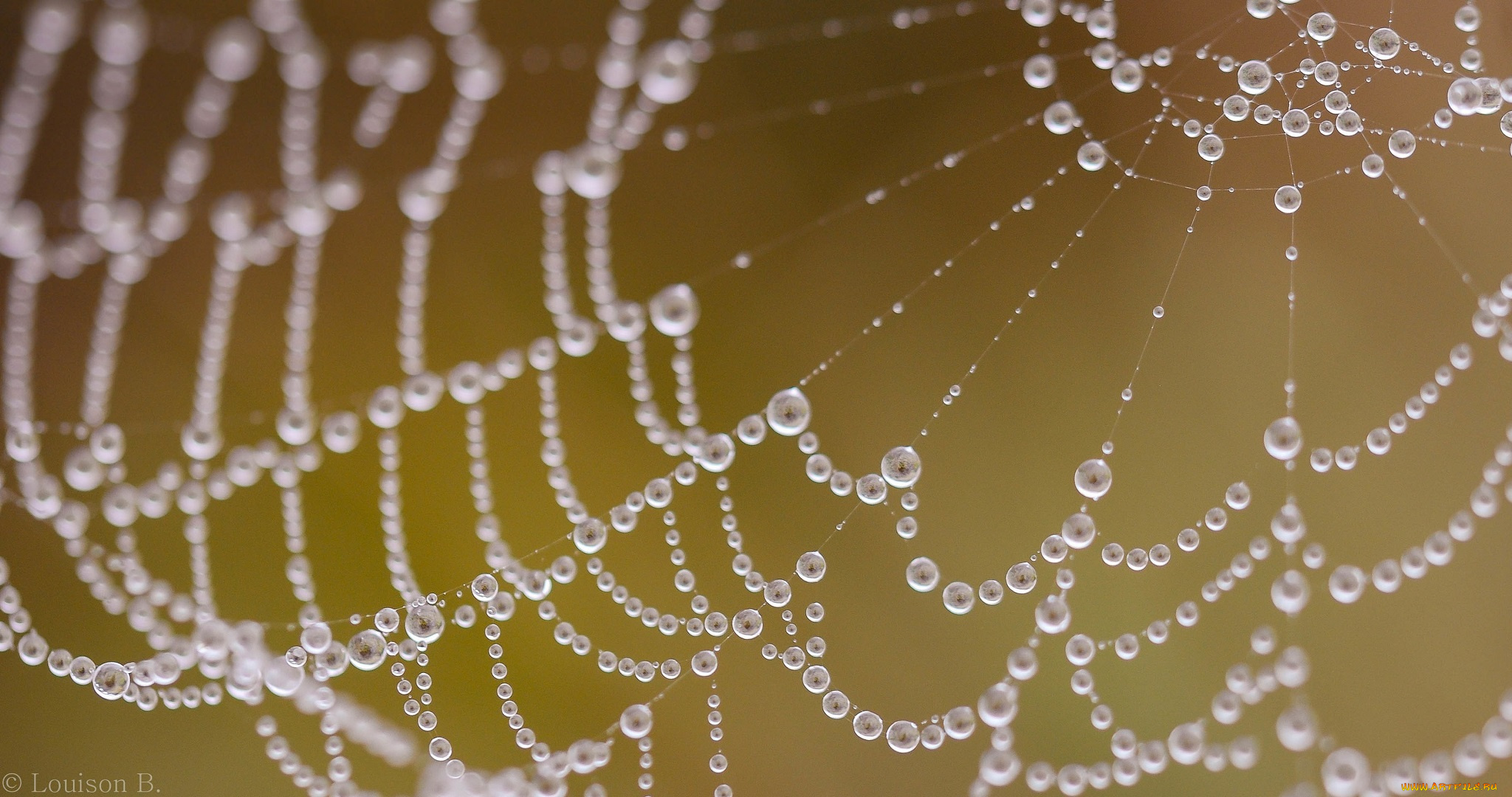 природа, макро, капли