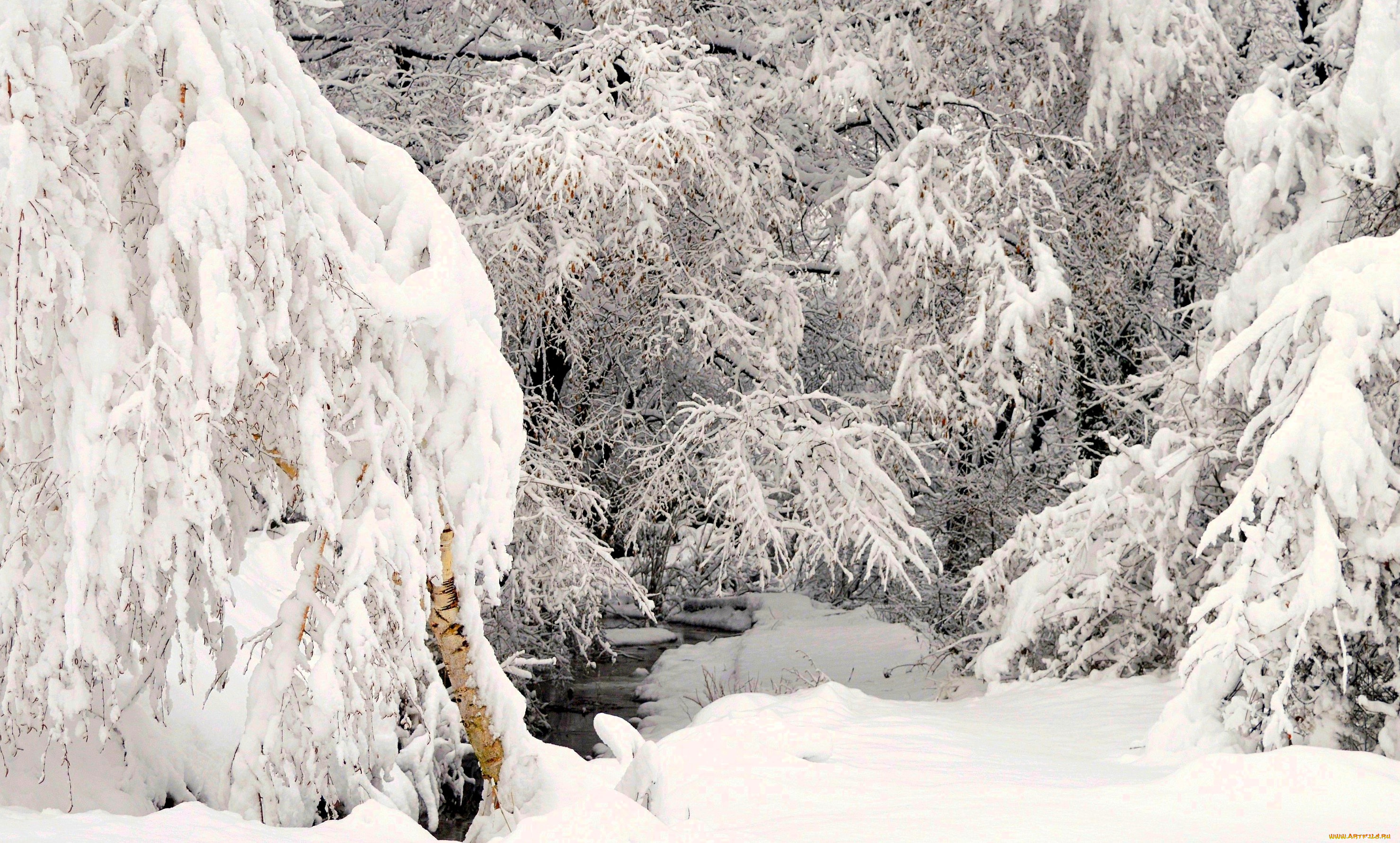 природа, зима, деревья, снег, ручей