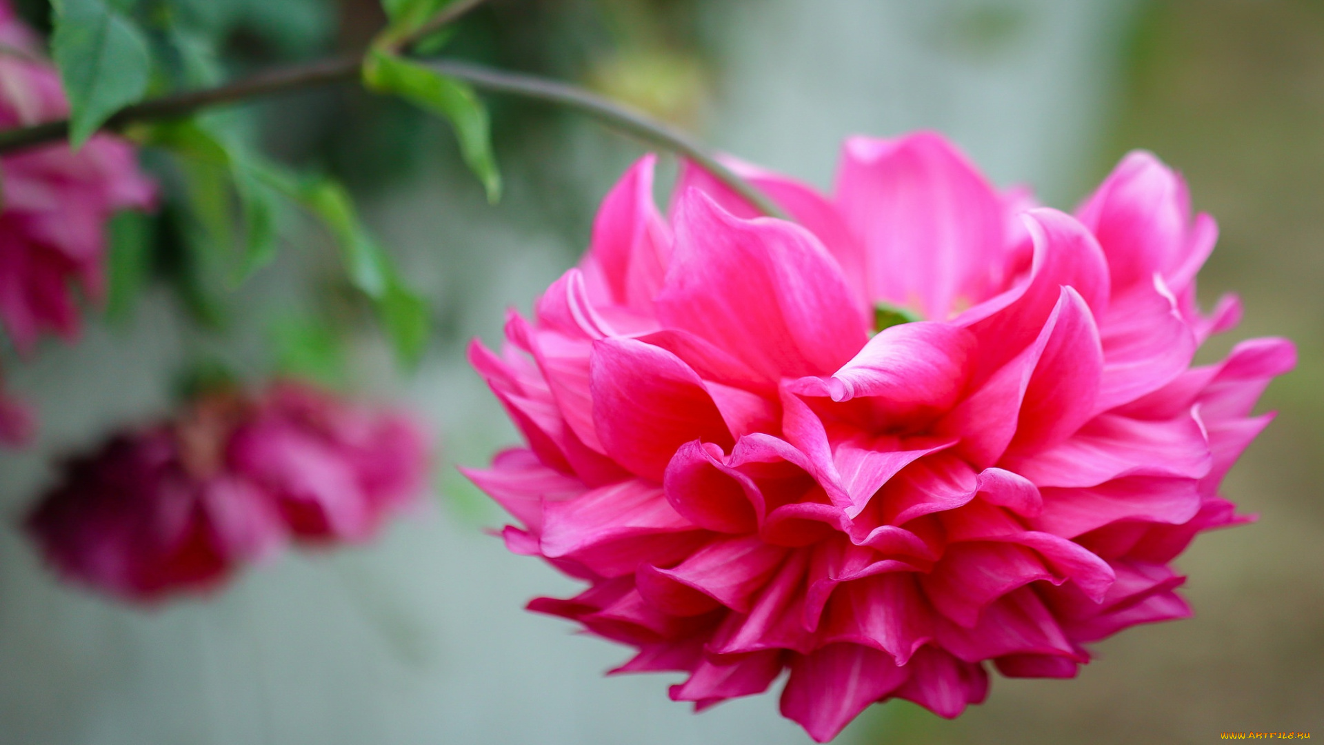 цветы, георгины, цветок