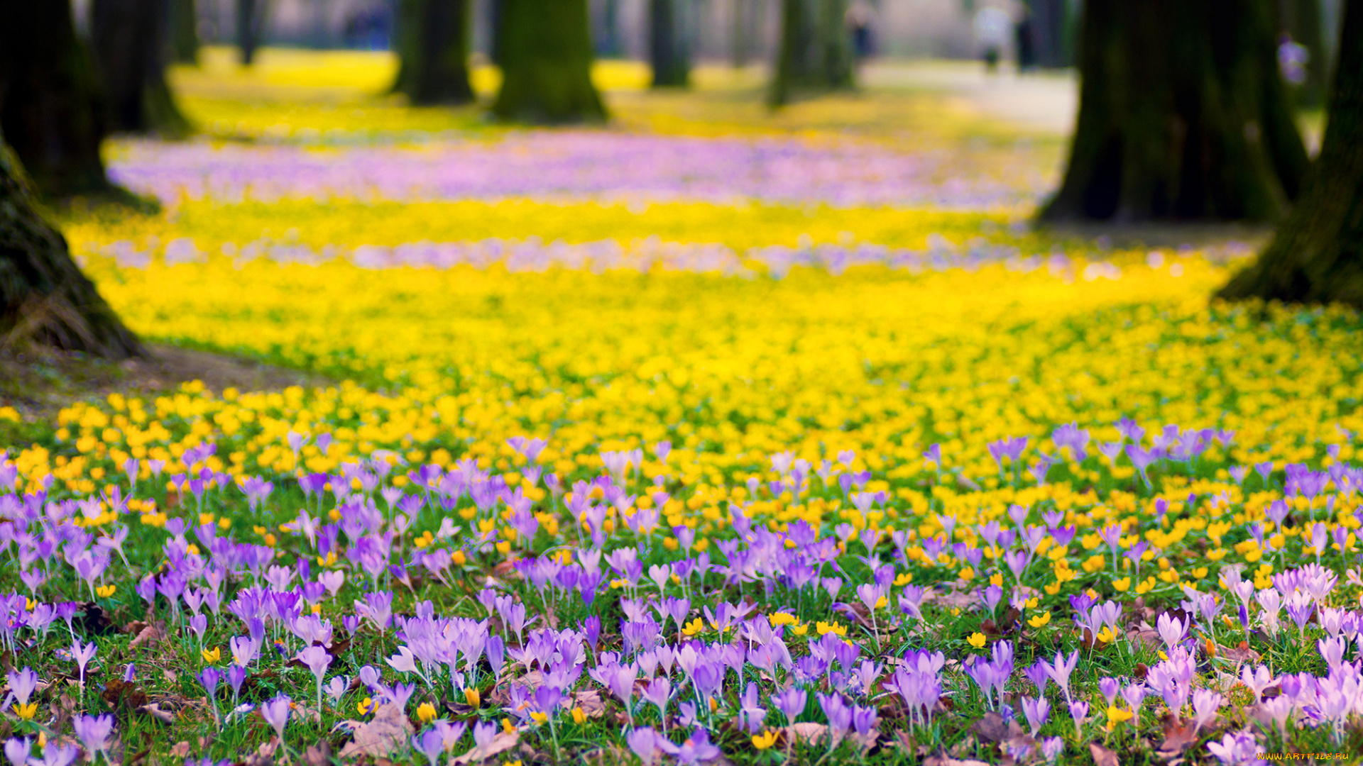 цветы, крокусы