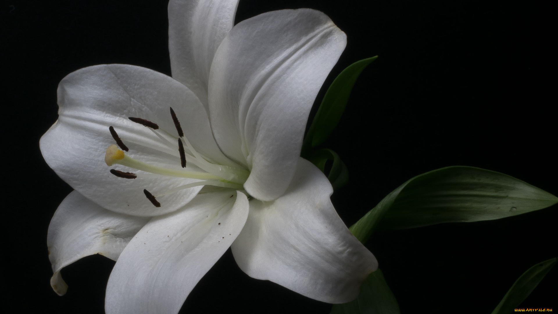 цветы, лилии, , лилейники, белая, лилия, макро