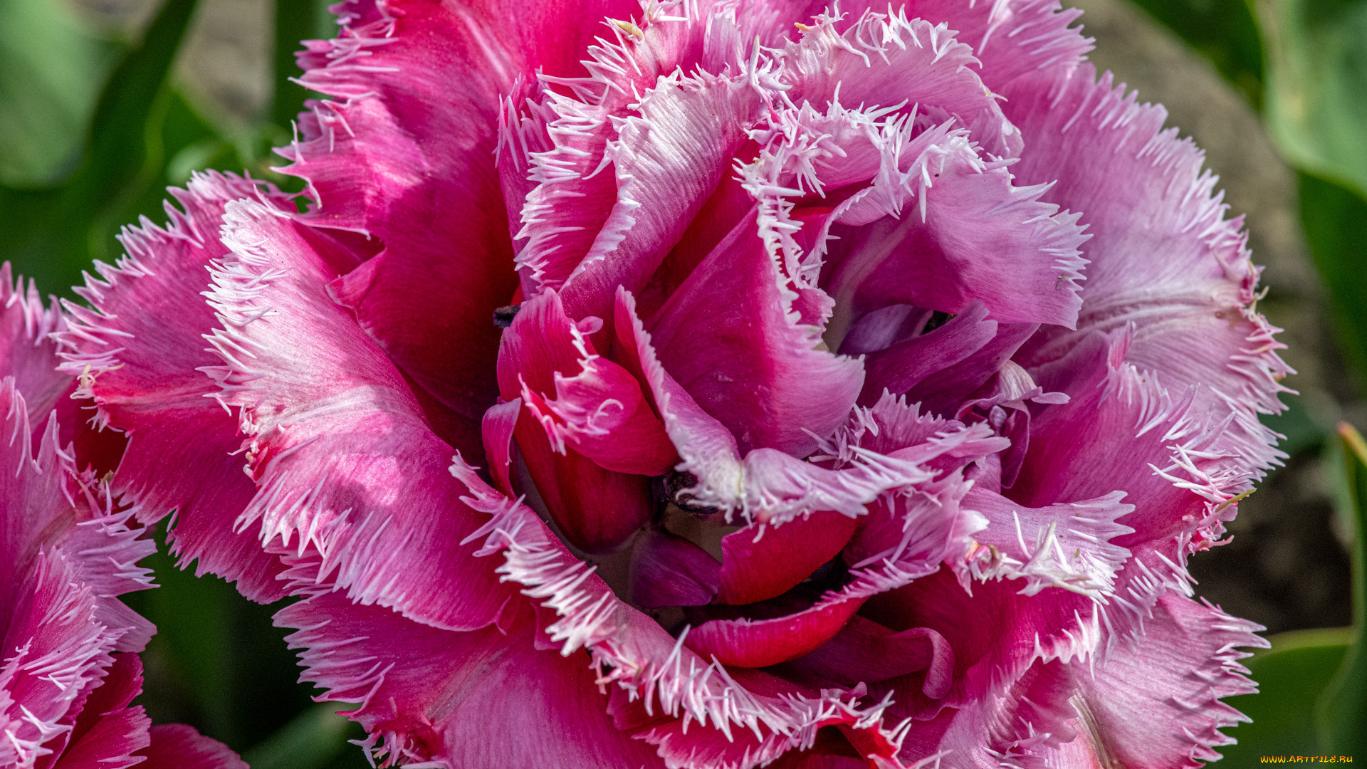 цветы, тюльпаны