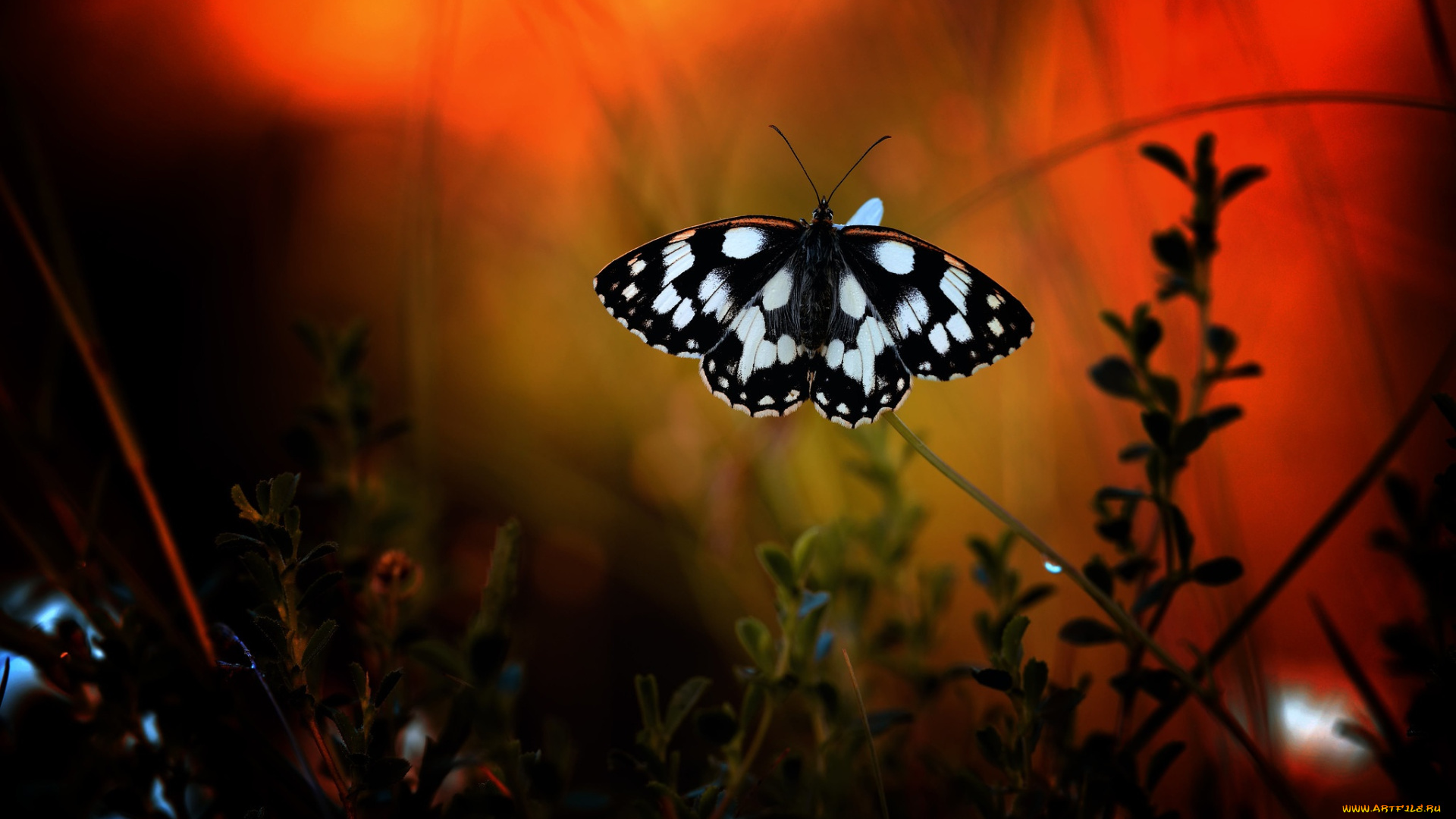 животные, бабочки, , мотыльки, , моли, бабочка