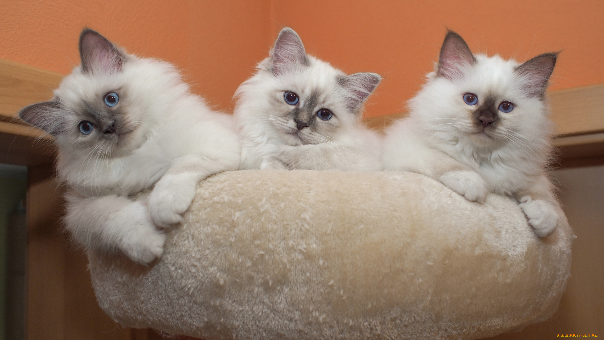 животные, коты, кот, кошка, котята