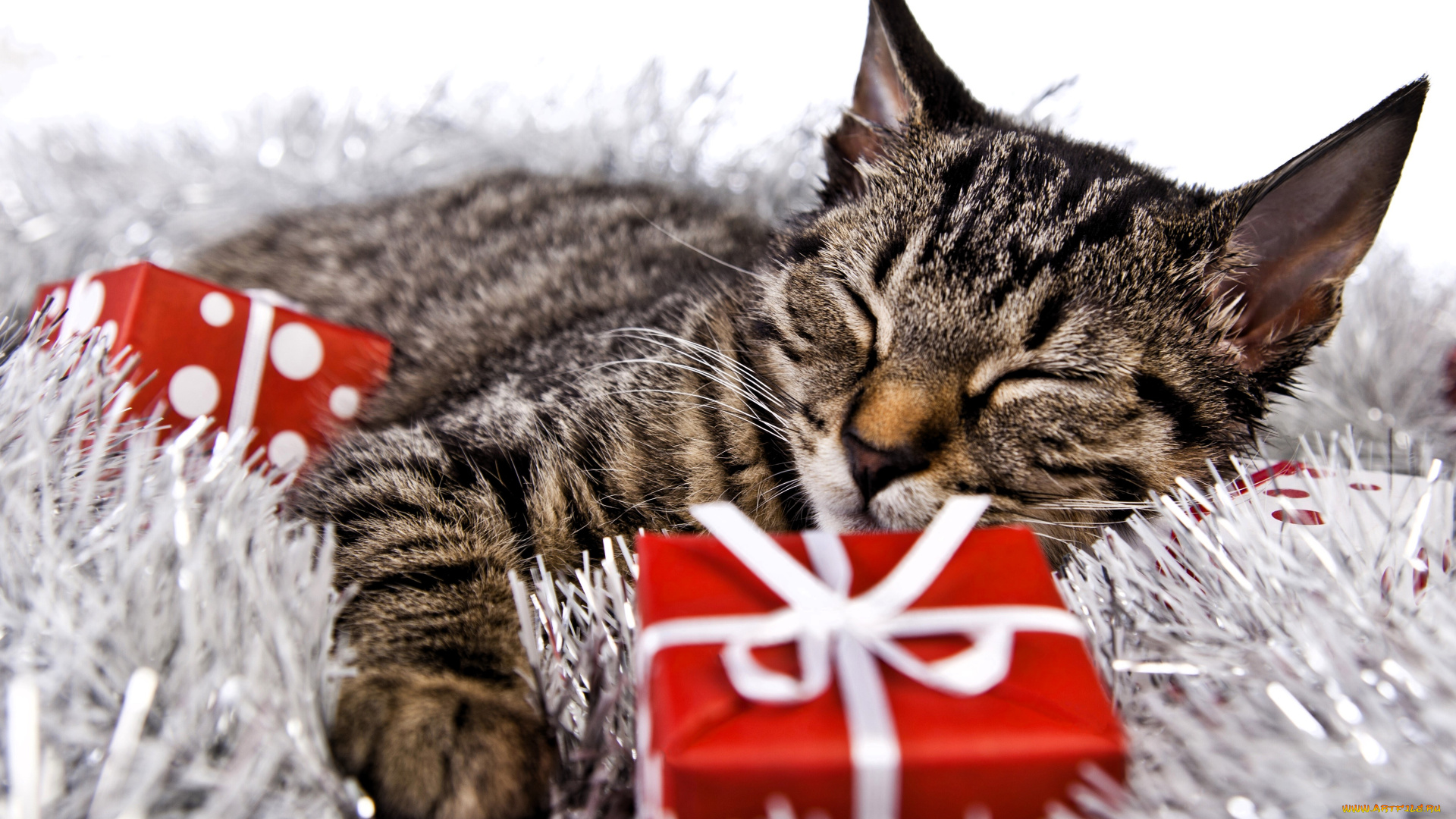 животные, коты, кот, сон, мишура, подарки, новый, год