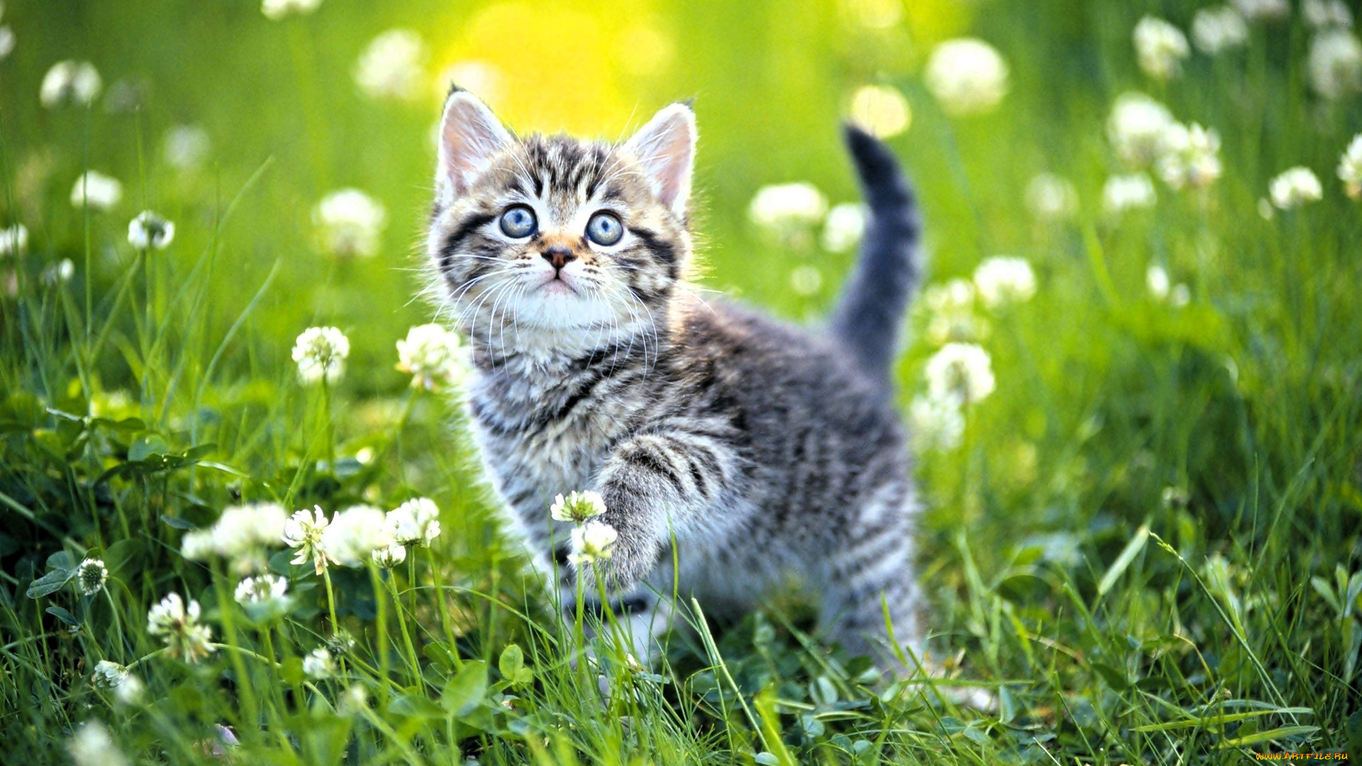 животные, коты, котенок, трава, одуванчики, лужайка