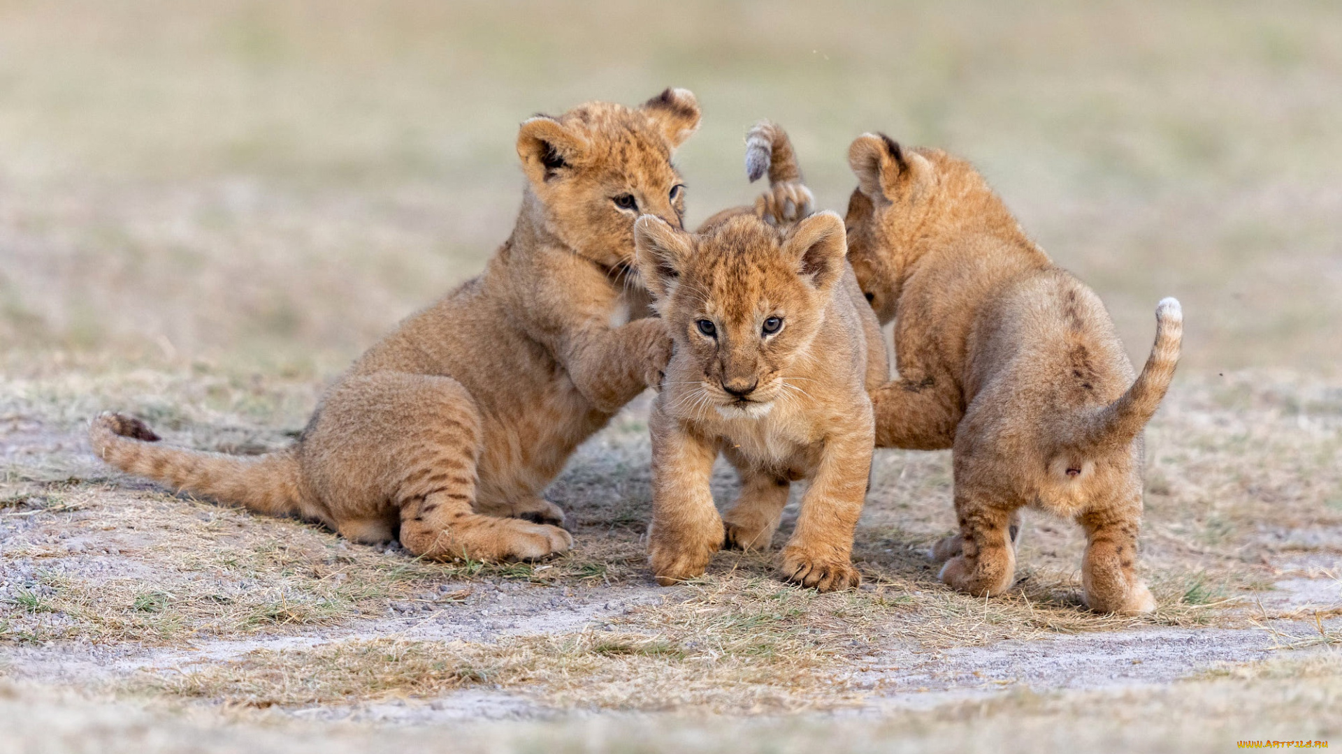 животные, львы, львята