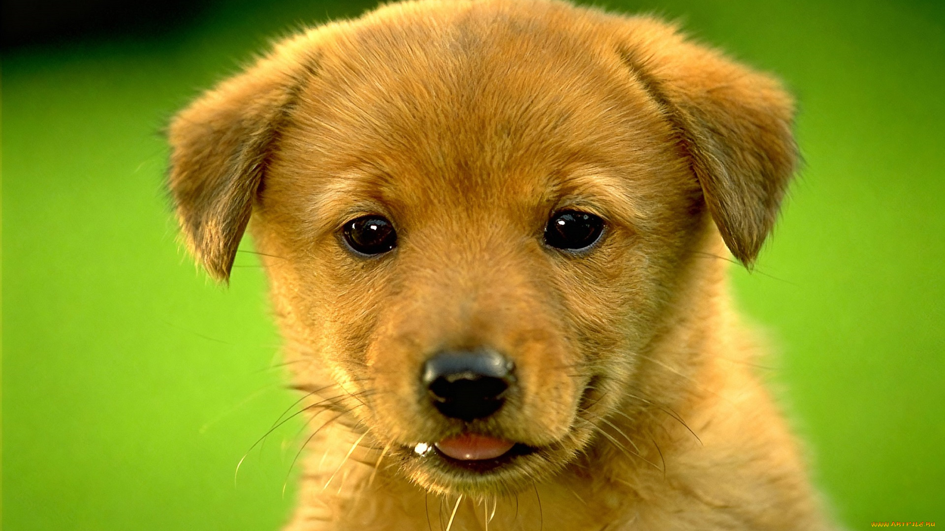 животные, собаки, щенок