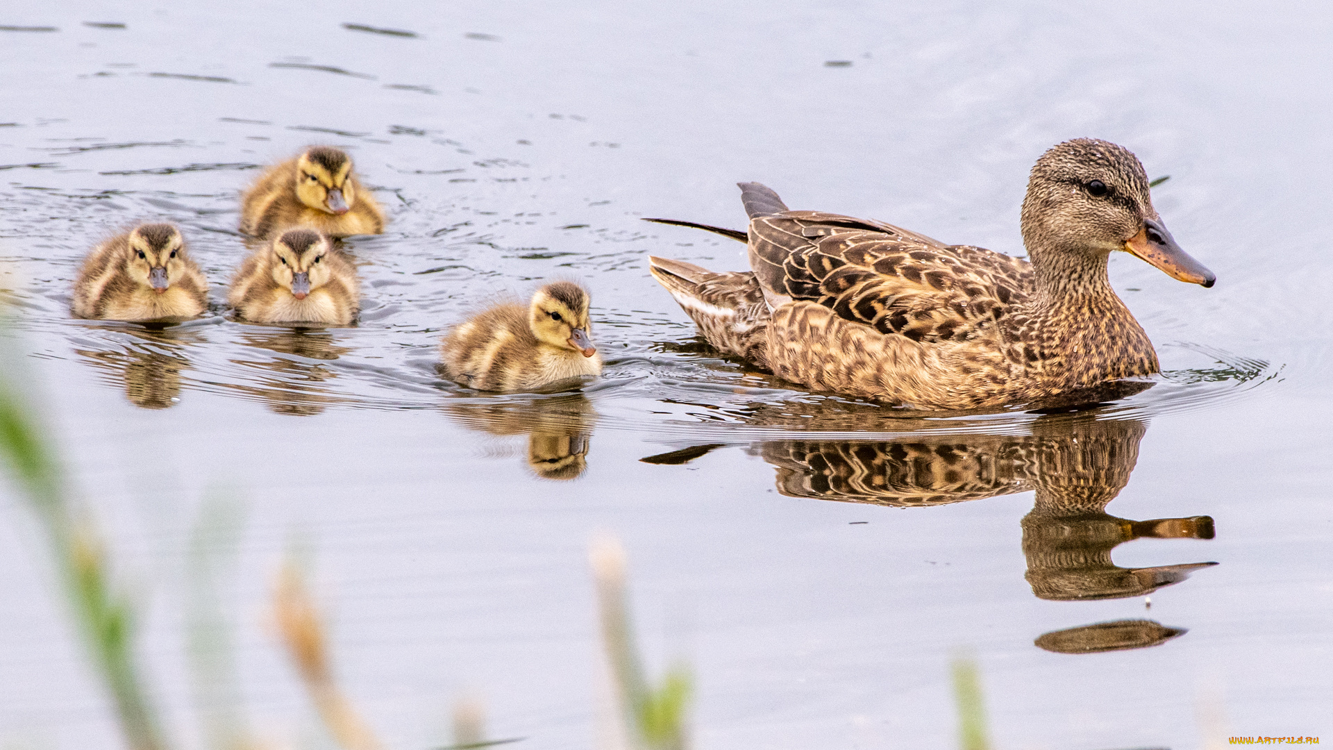 животные, утки, утка, утята
