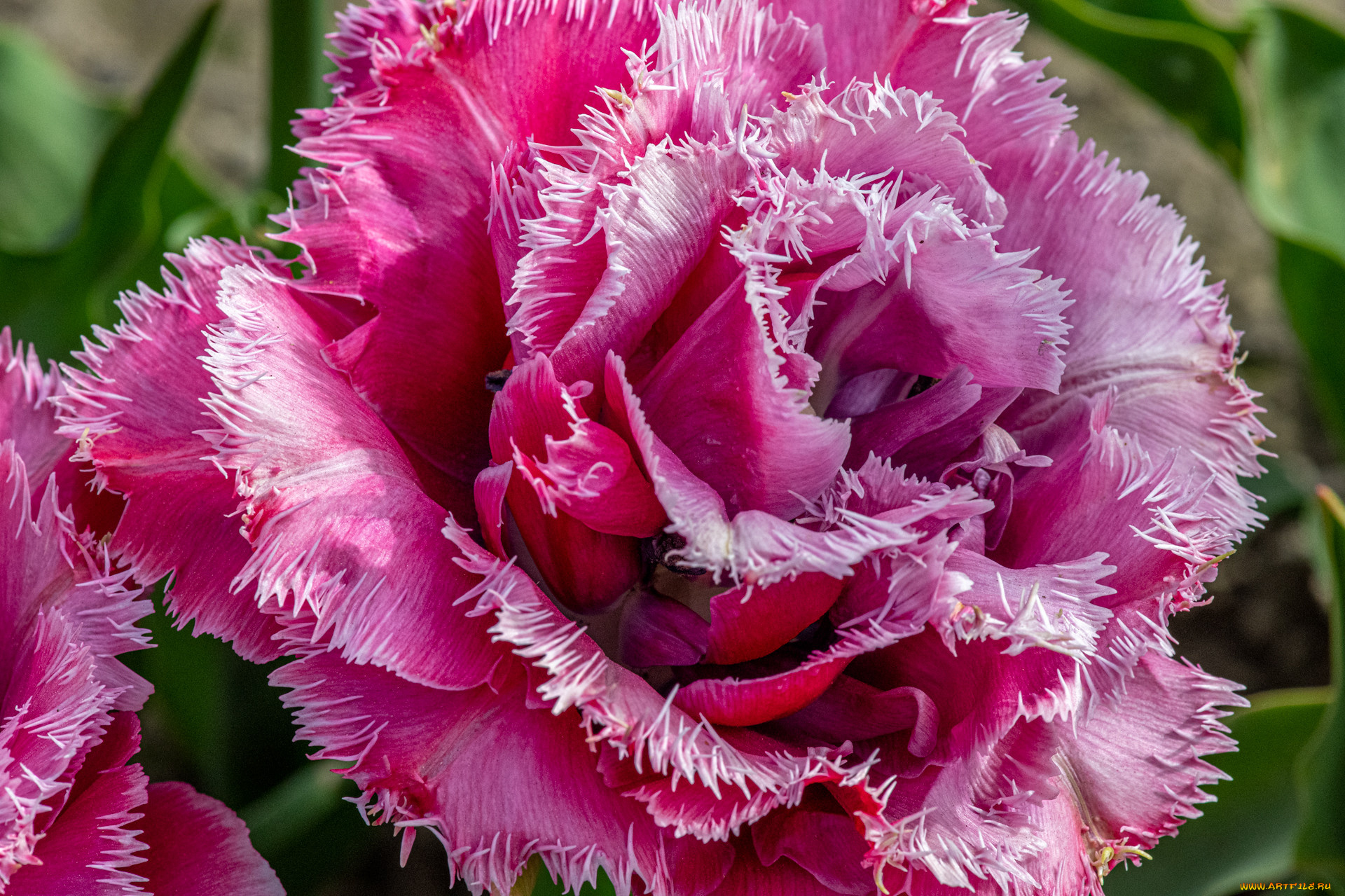 цветы, тюльпаны