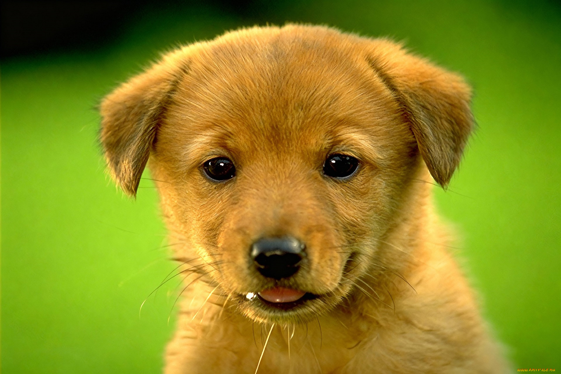 животные, собаки, щенок