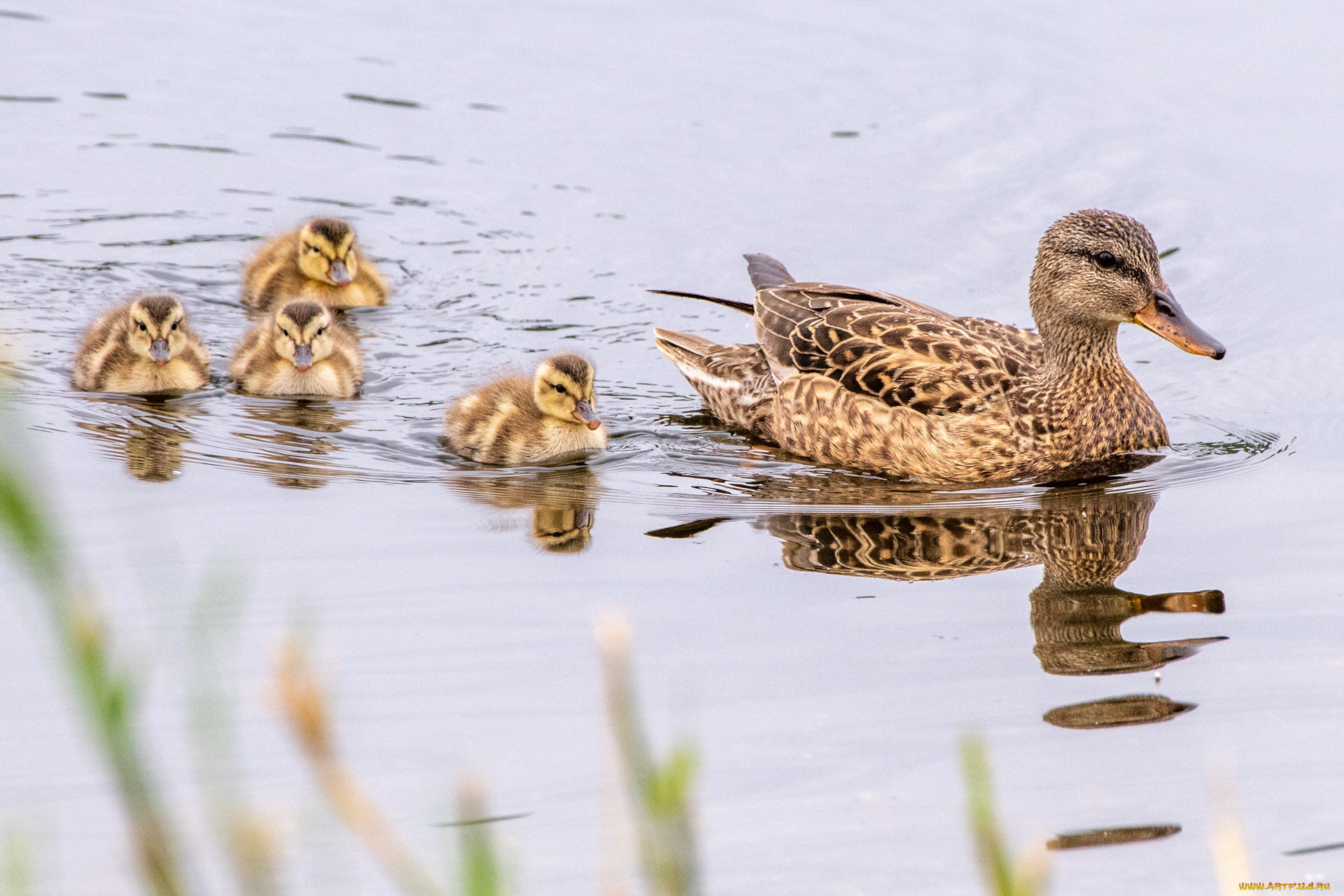 животные, утки, утка, утята