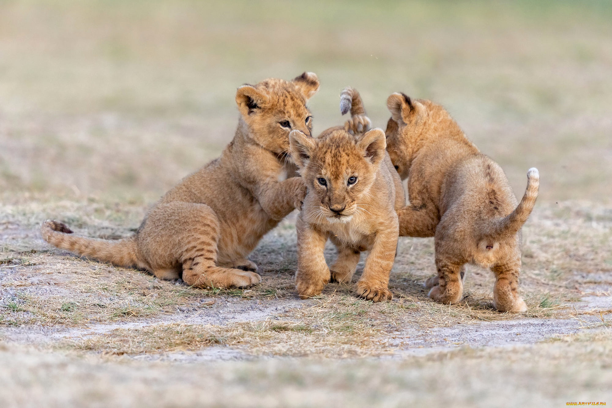 животные, львы, львята