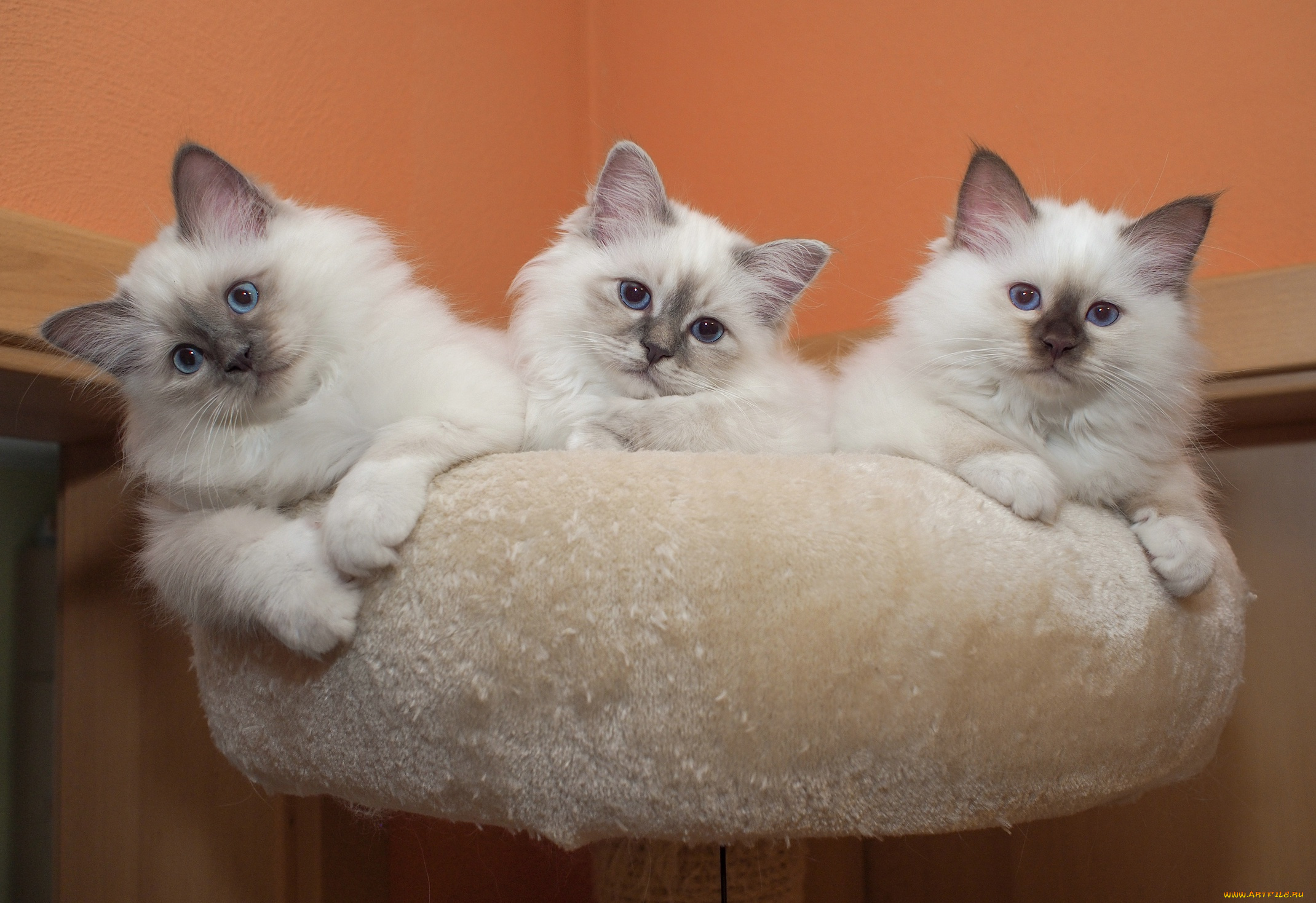 животные, коты, кот, кошка, котята