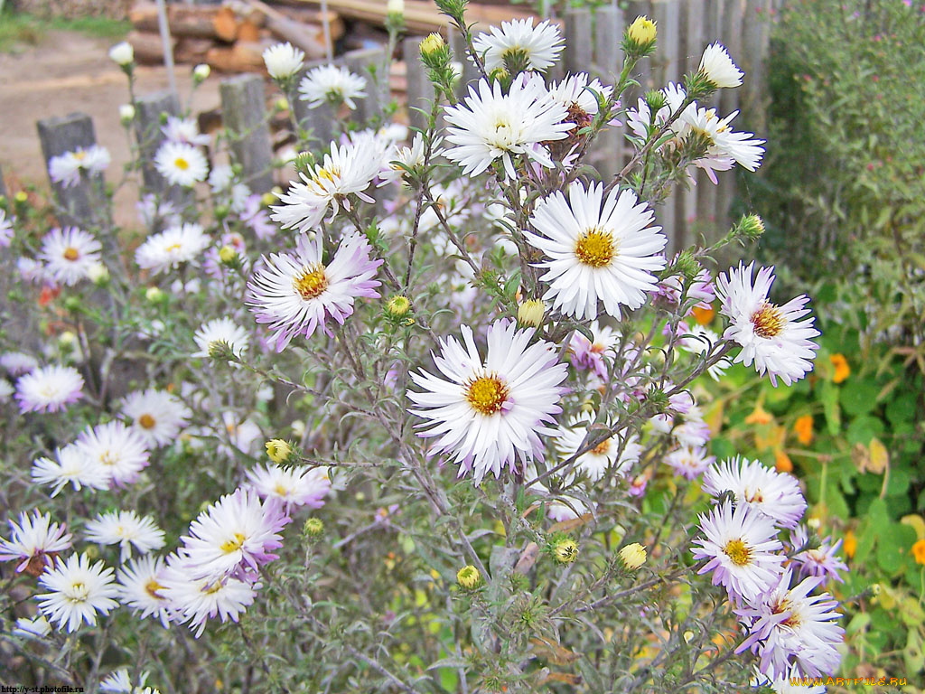 Чухлома, костромская, облать, осень, цветы, астры