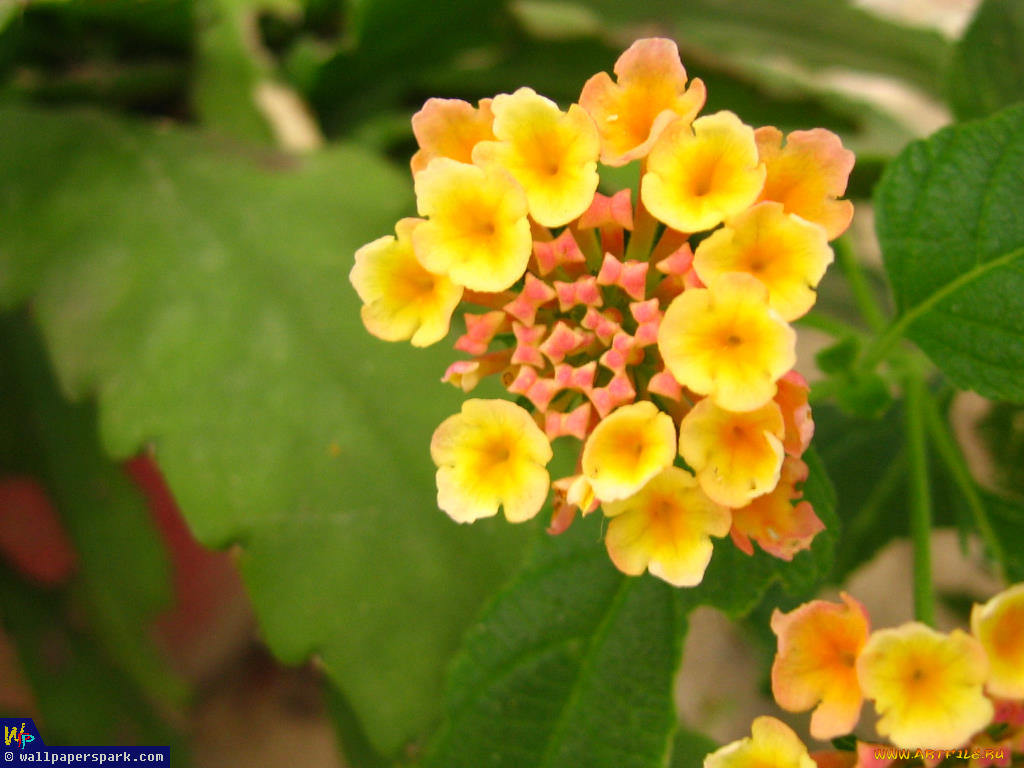 цветы, лантана, вербена