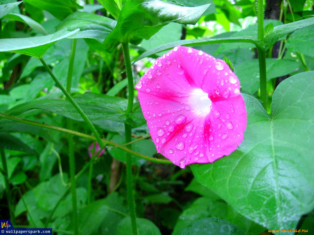 цветы, вьюнки, ипомеи