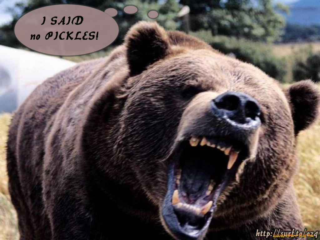 животные, медведи