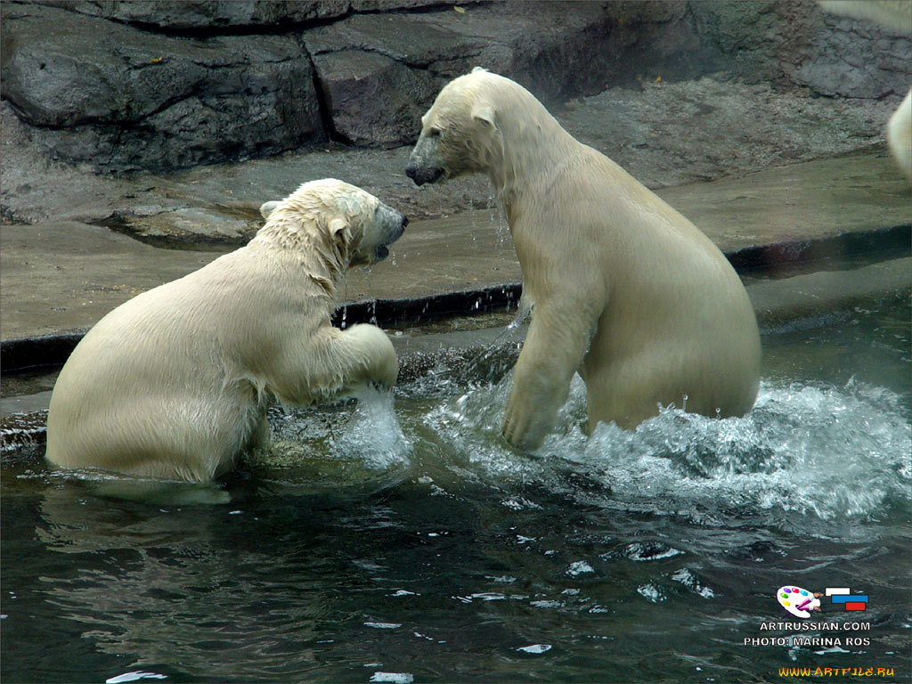 животные, медведи