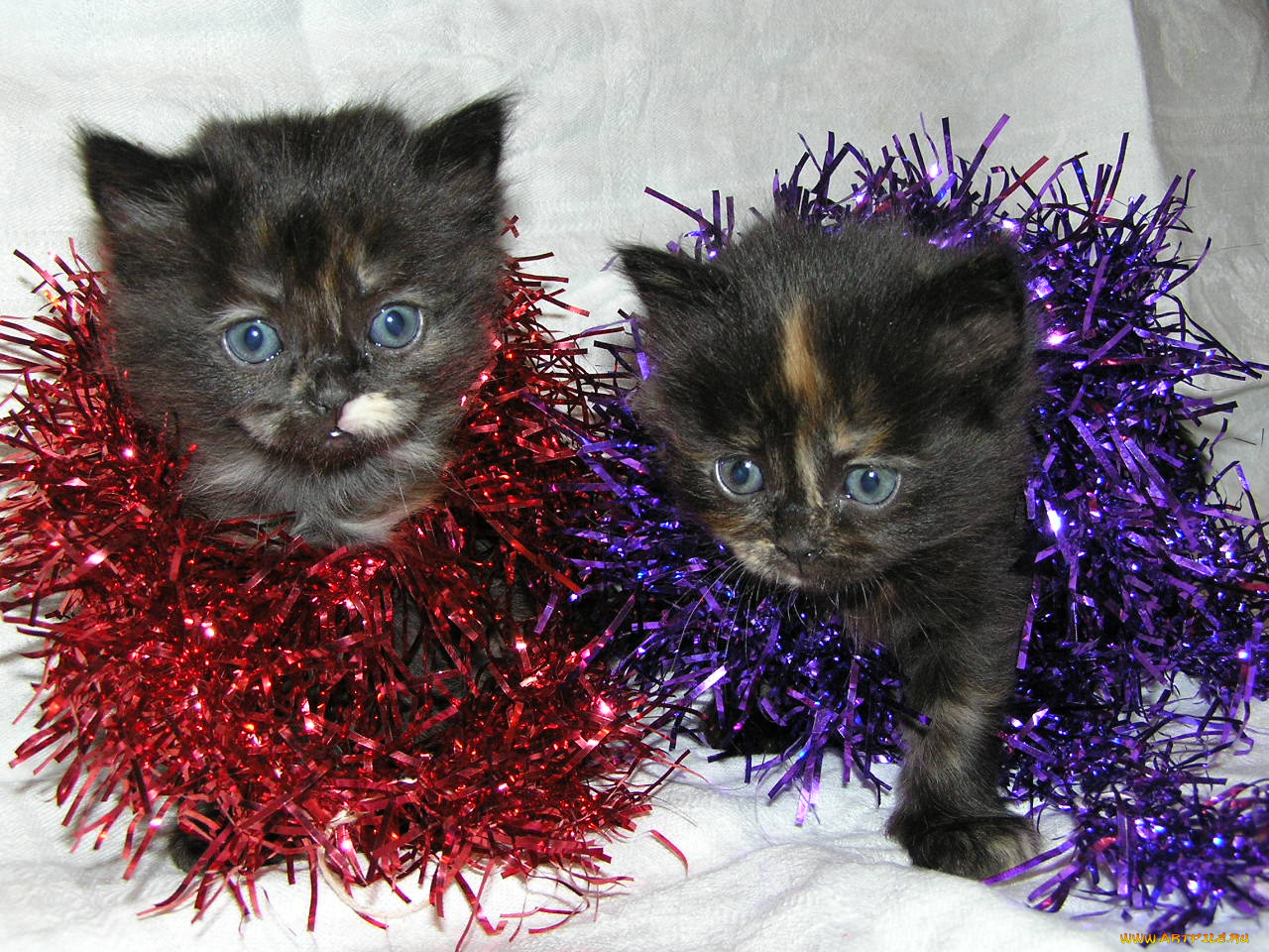 животные, коты